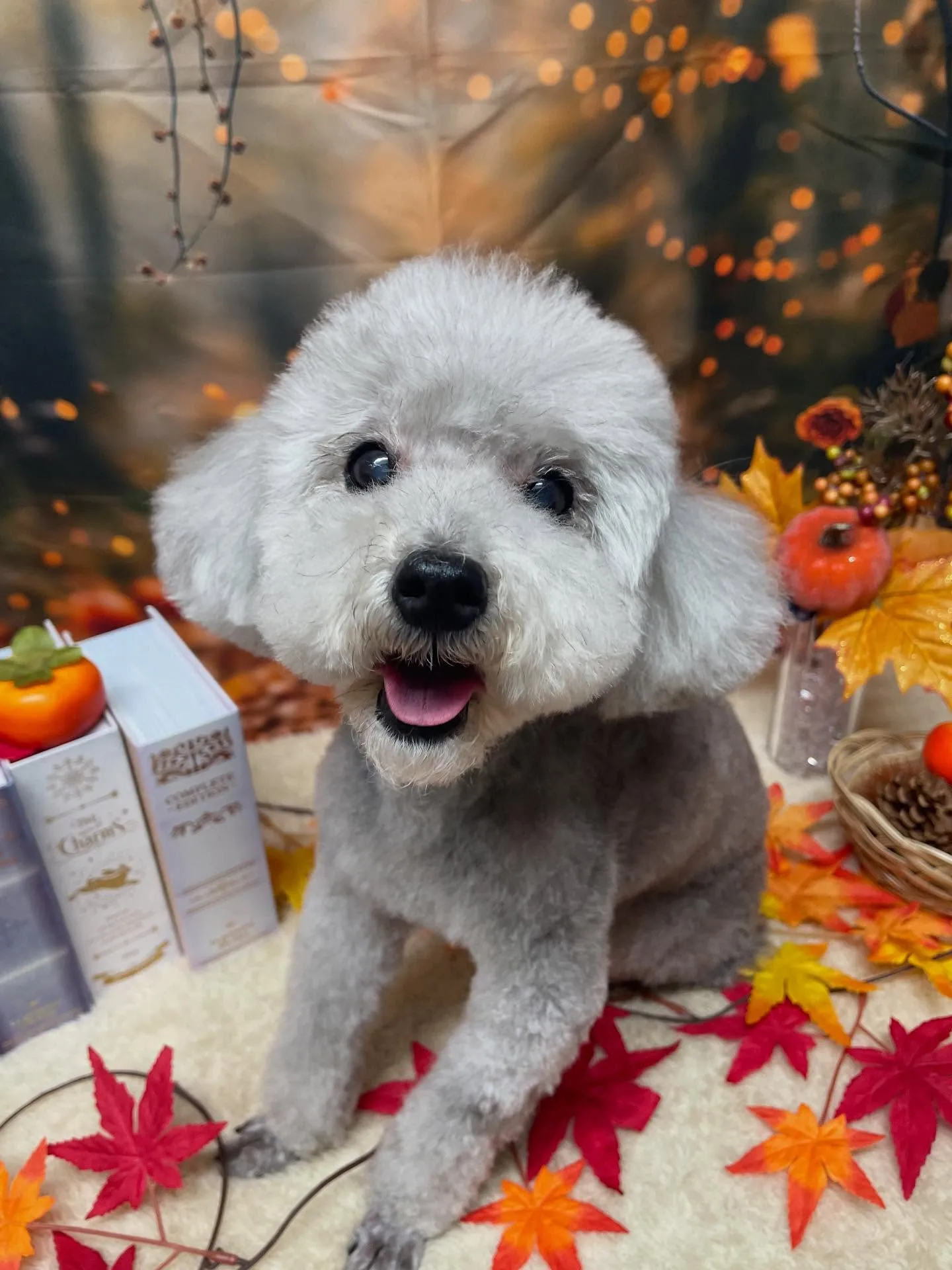 🍃今日のトリミング🍃プードル🐶｜名東区・千種区・守山区の動物...