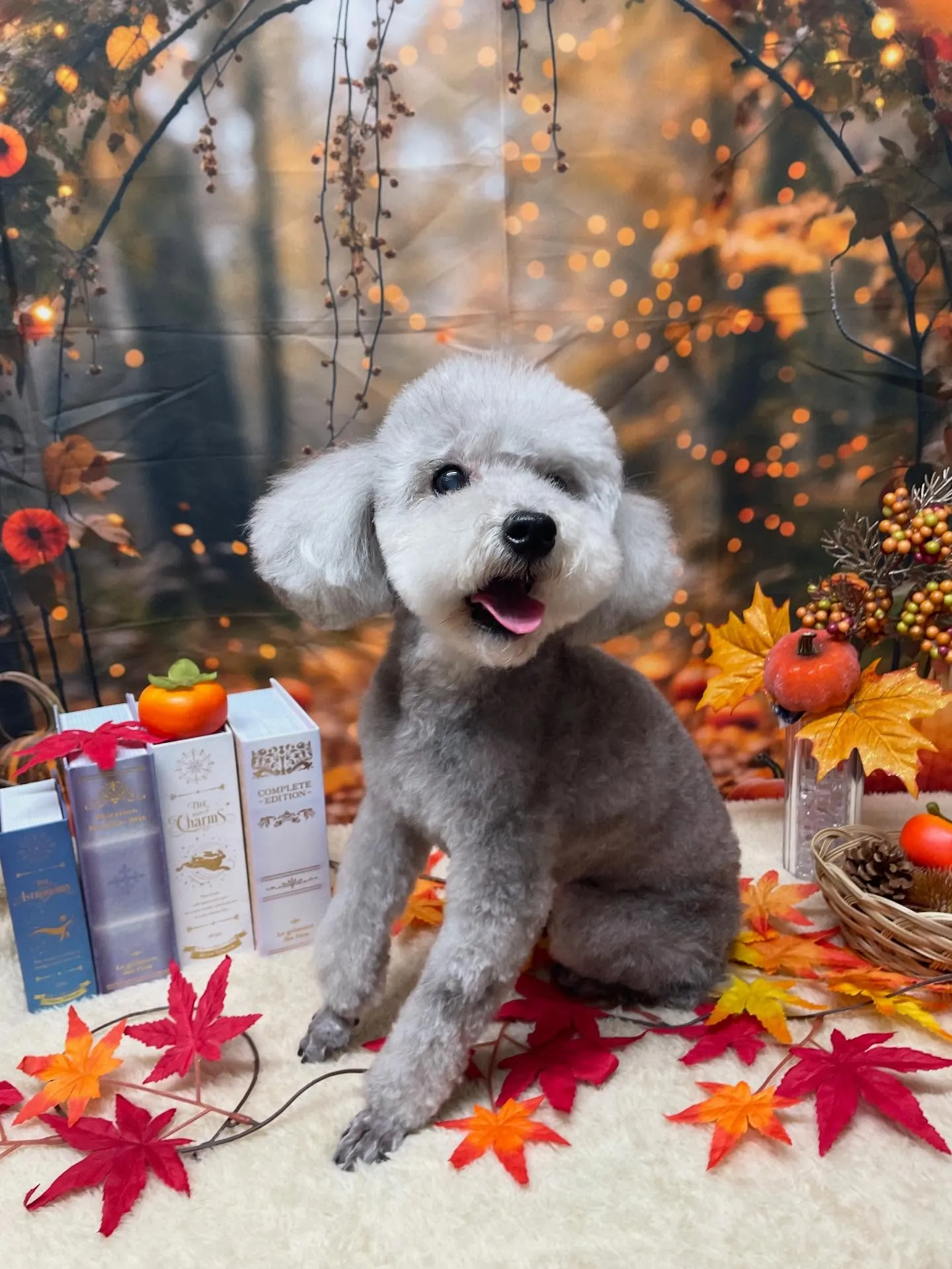 🍃今日のトリミング🍃プードル🐶｜名東区・千種区・守山区の動物...