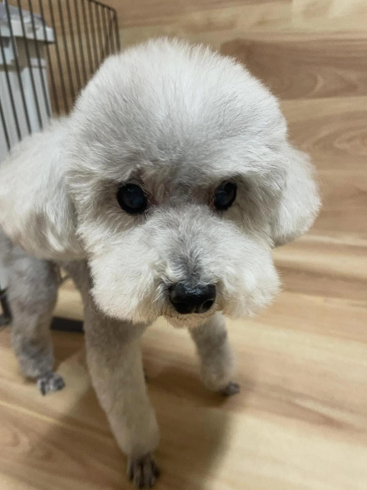 🍃今日のトリミング🍃プードル🐶｜名東区・千種区・守山区の動物...