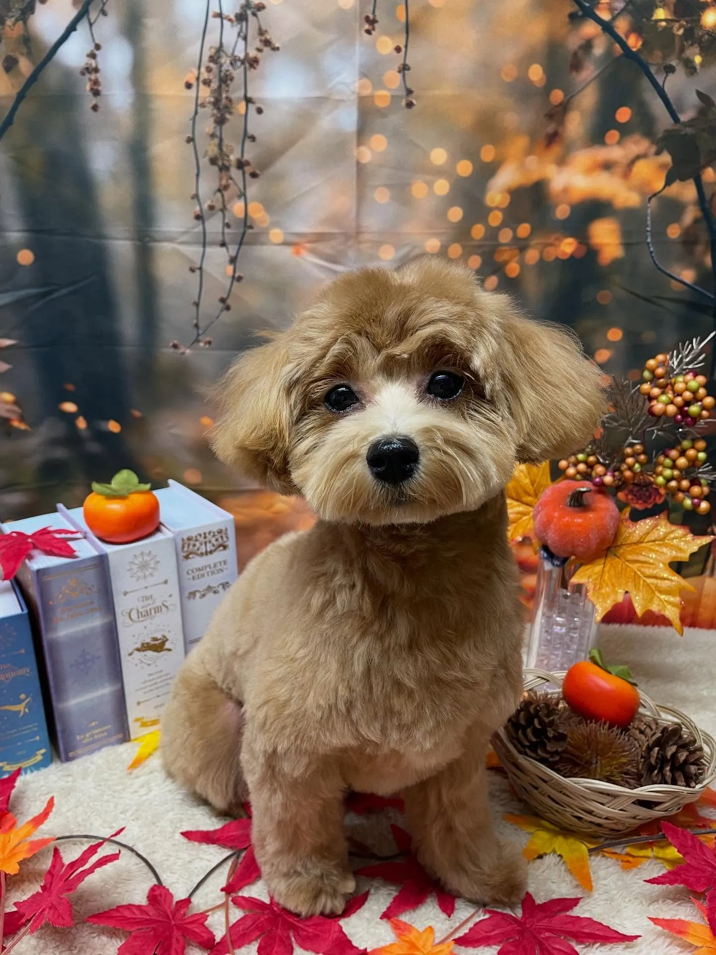 🍃今日のトリミング🍃ミックス犬🐶｜名東区・千種区・守山区の動...