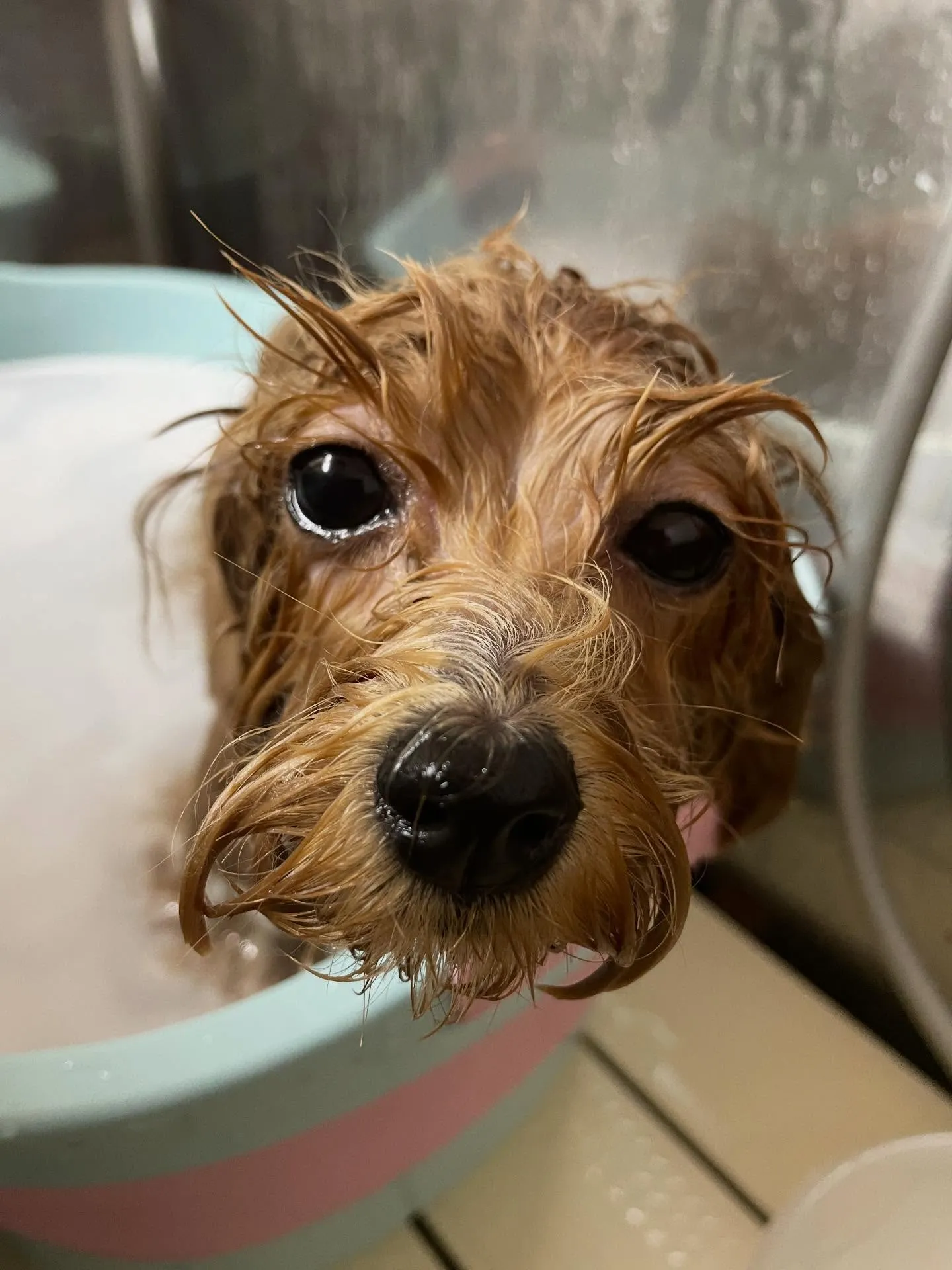 🍃今日のトリミング🍃ミックス犬🐶｜名東区・千種区・守山区の動...