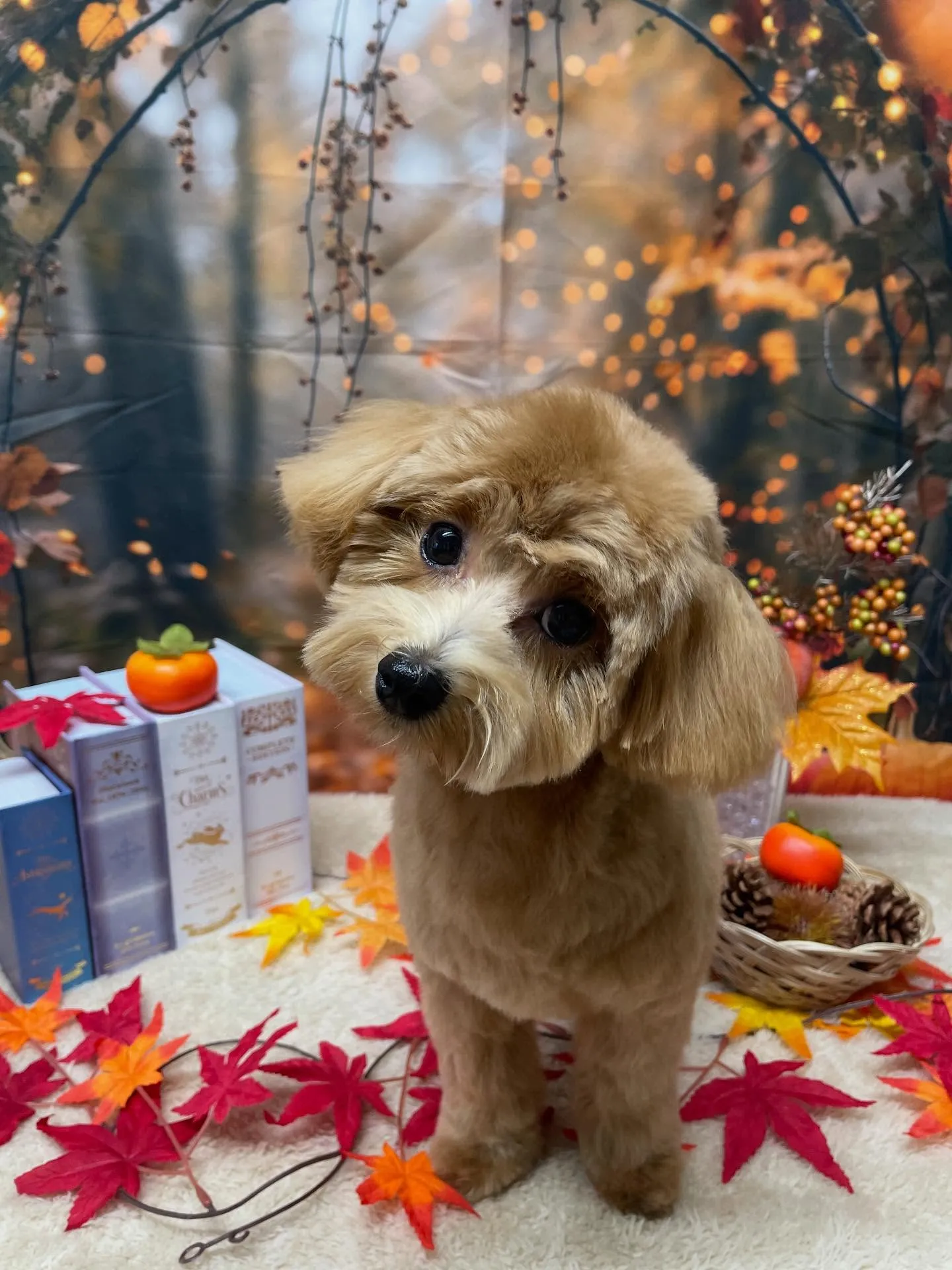 🍃今日のトリミング🍃ミックス犬🐶｜名東区・千種区・守山区の動...