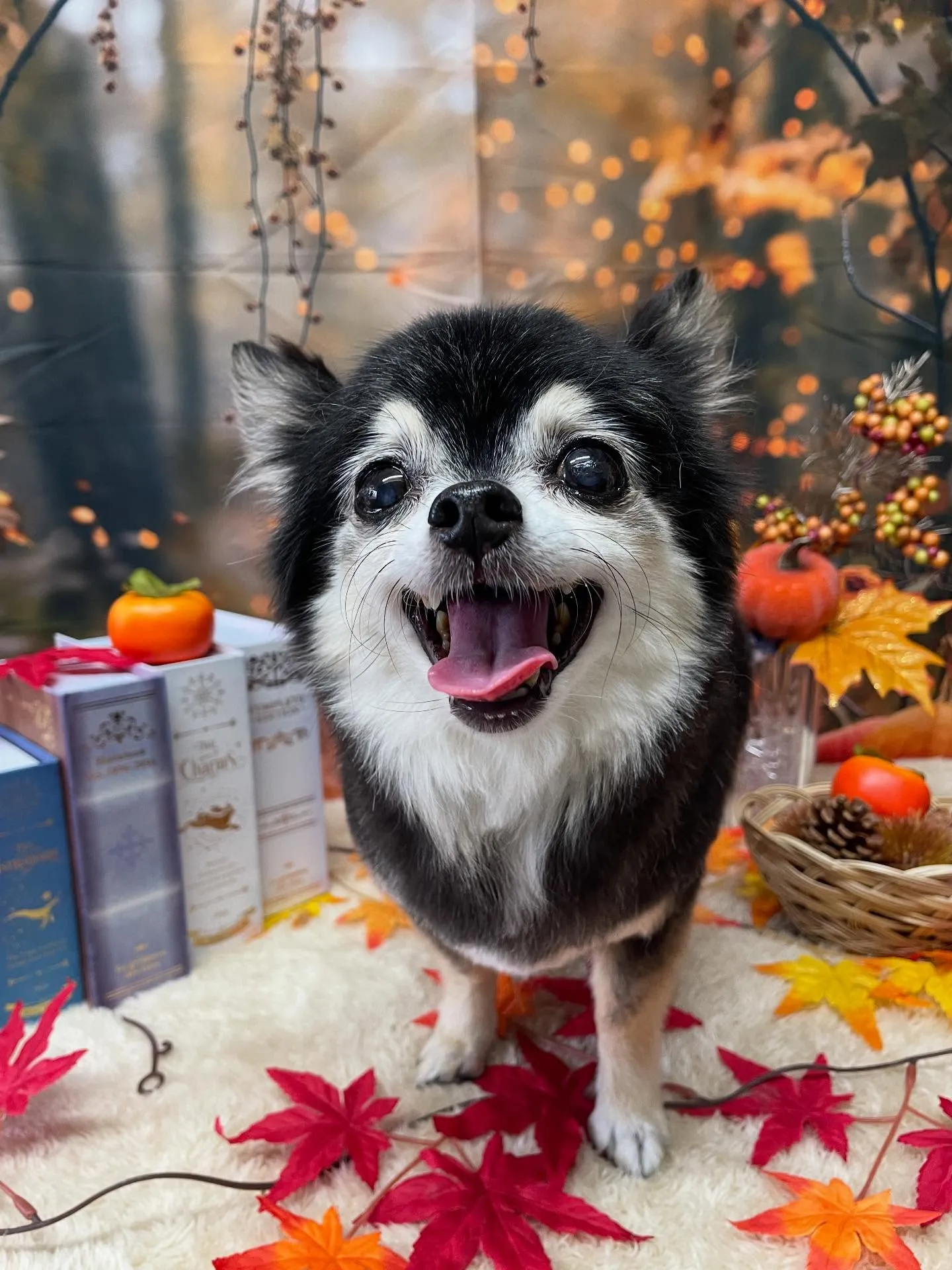 🍃今日のトリミング🍃チワワ🐶｜名東区・千種区・守山区の動物病...