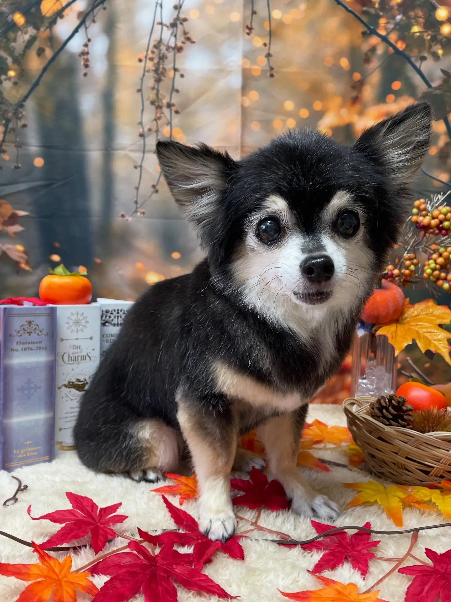 🍃今日のトリミング🍃チワワ🐶｜名東区・千種区・守山区の動物病...