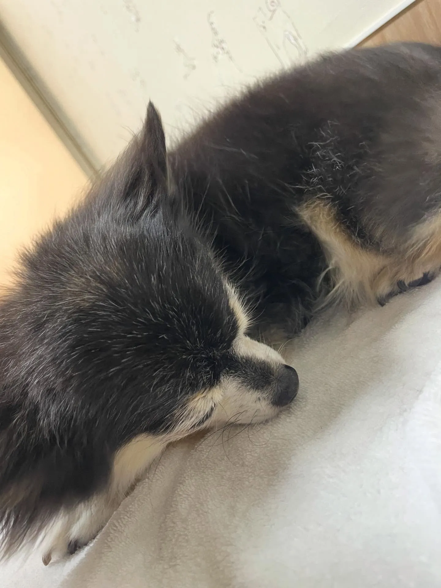 🍃今日のトリミング🍃チワワ🐶｜名東区・千種区・守山区の動物病...