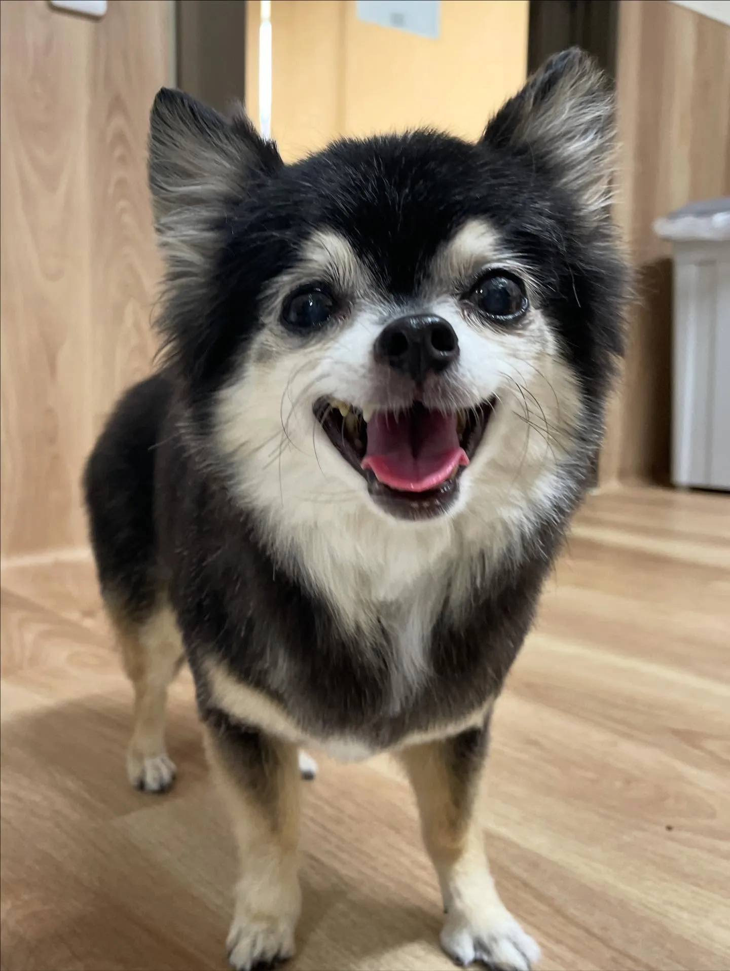 🍃今日のトリミング🍃チワワ🐶｜名東区・千種区・守山区の動物病...
