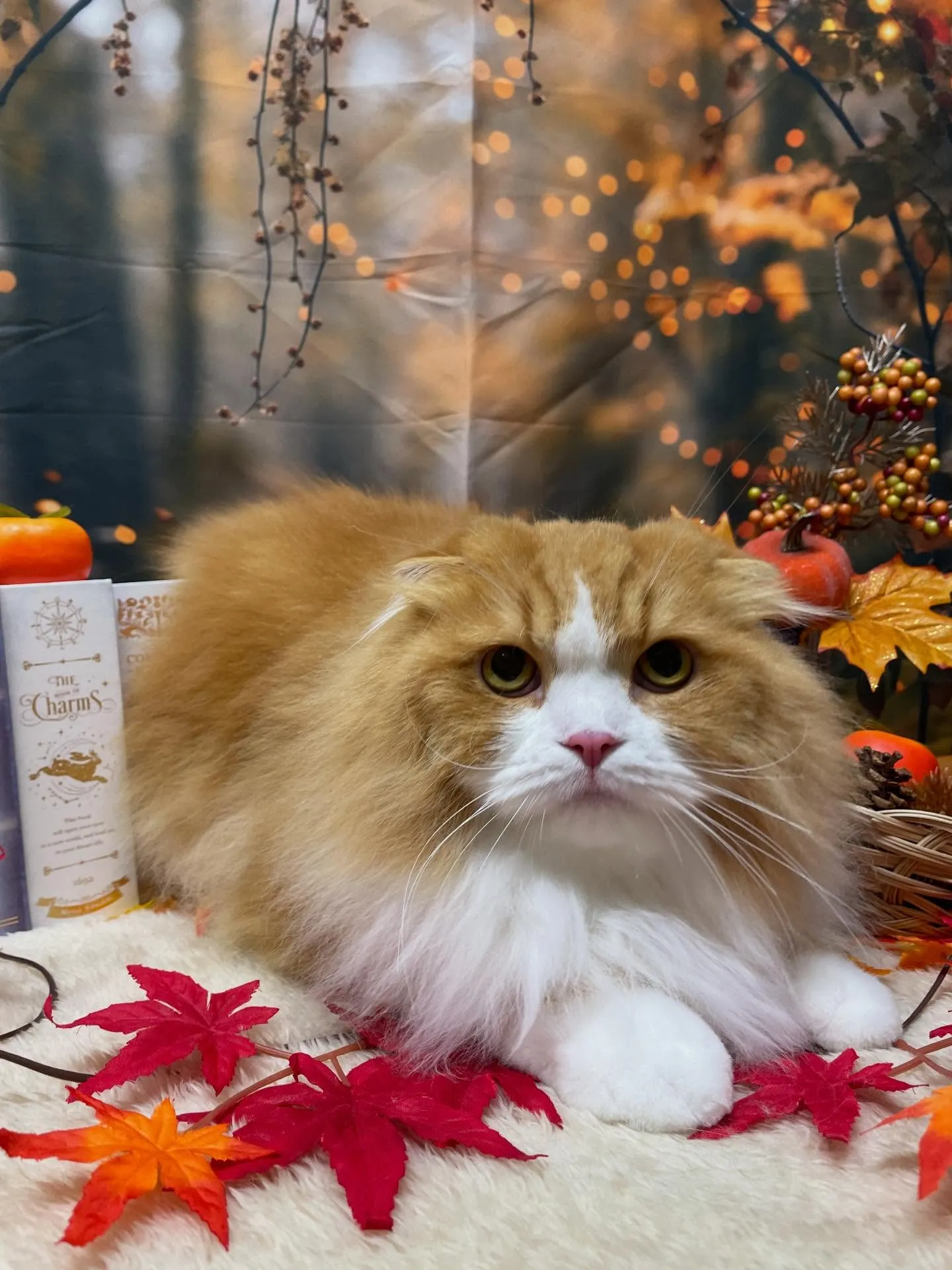 🍃今日のトリミング🍃スコティッシュフォールド🐱｜名東区・千種...