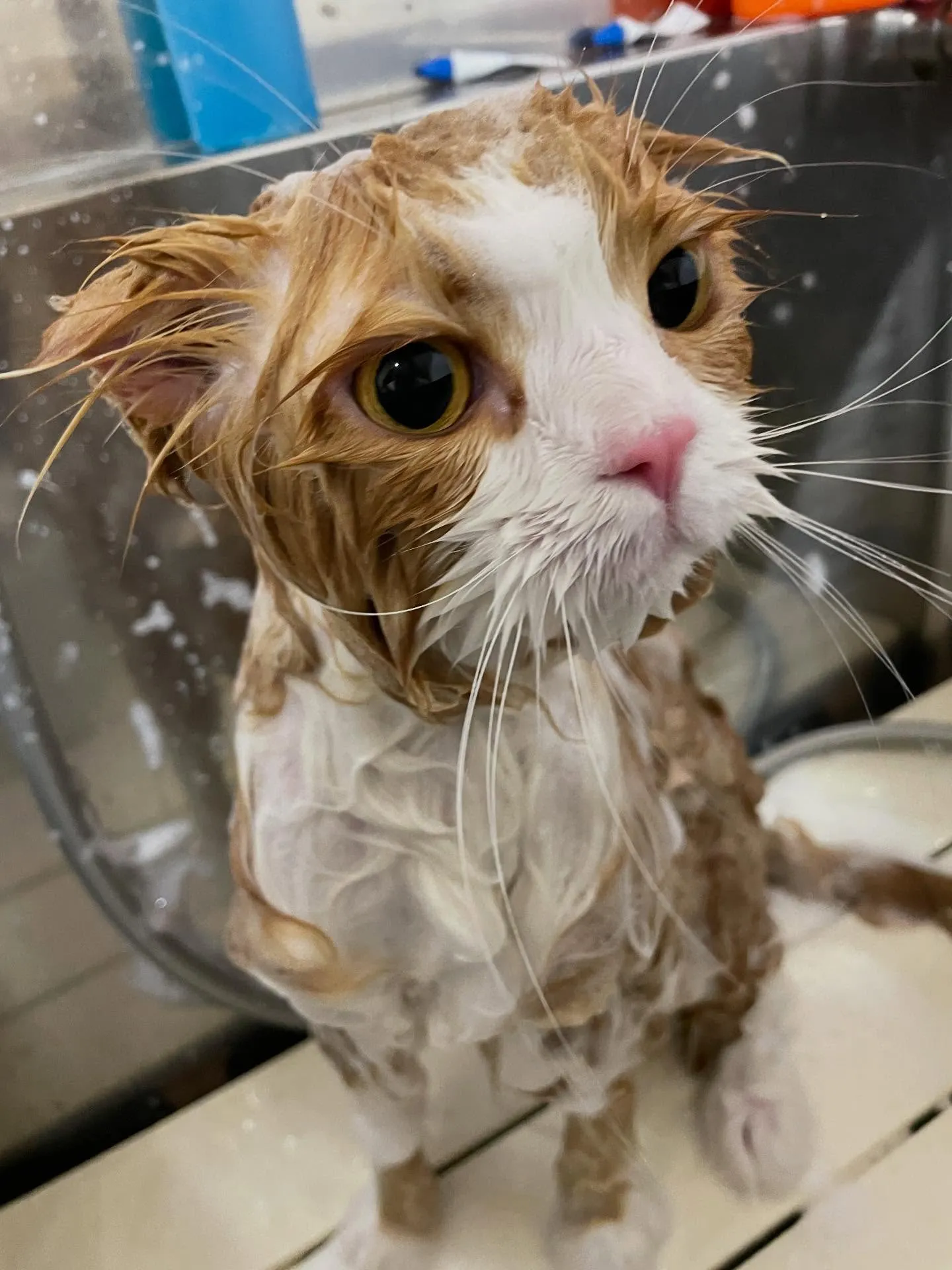 🍃今日のトリミング🍃スコティッシュフォールド🐱｜名東区・千種...