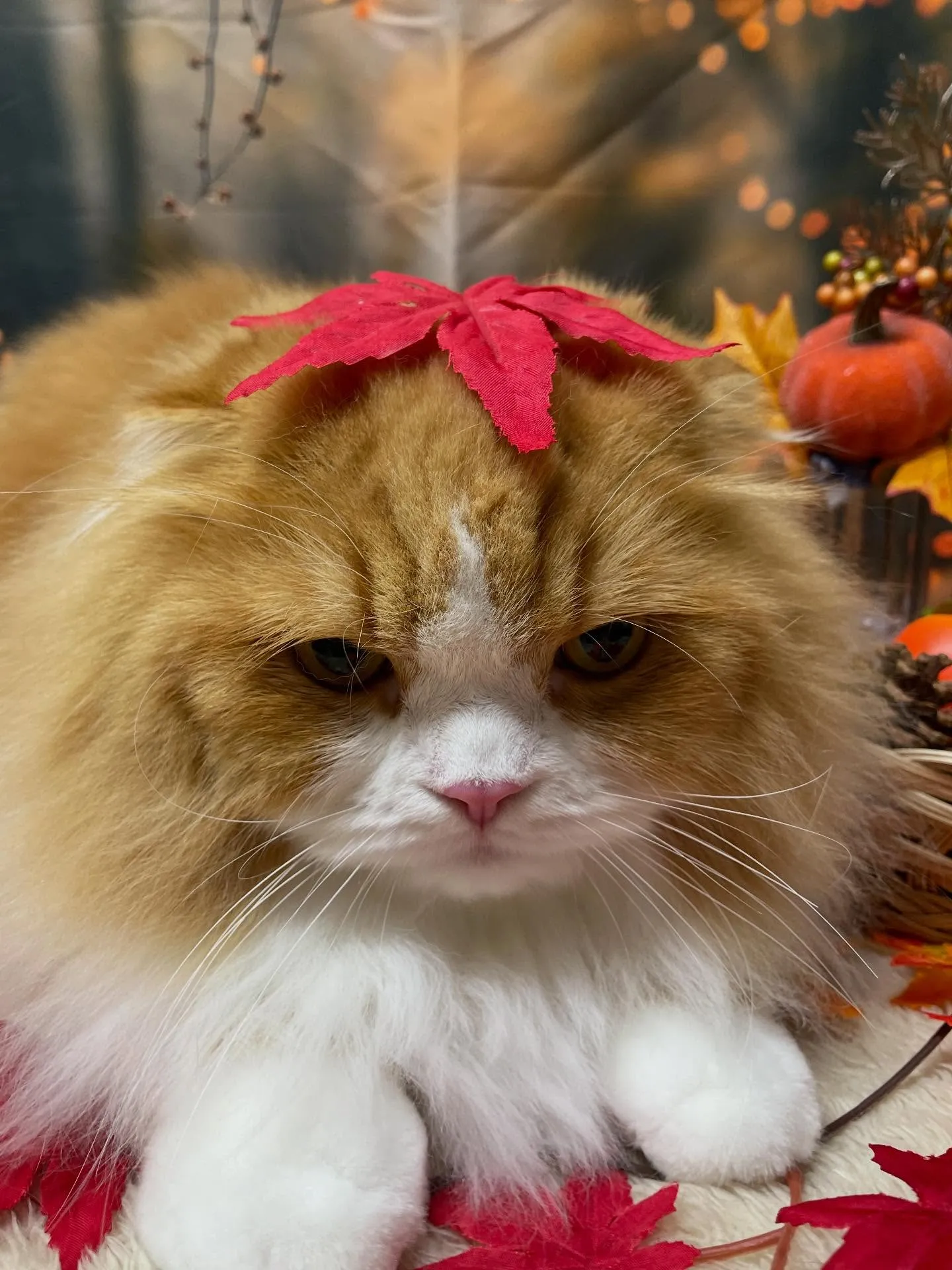 🍃今日のトリミング🍃スコティッシュフォールド🐱｜名東区・千種...