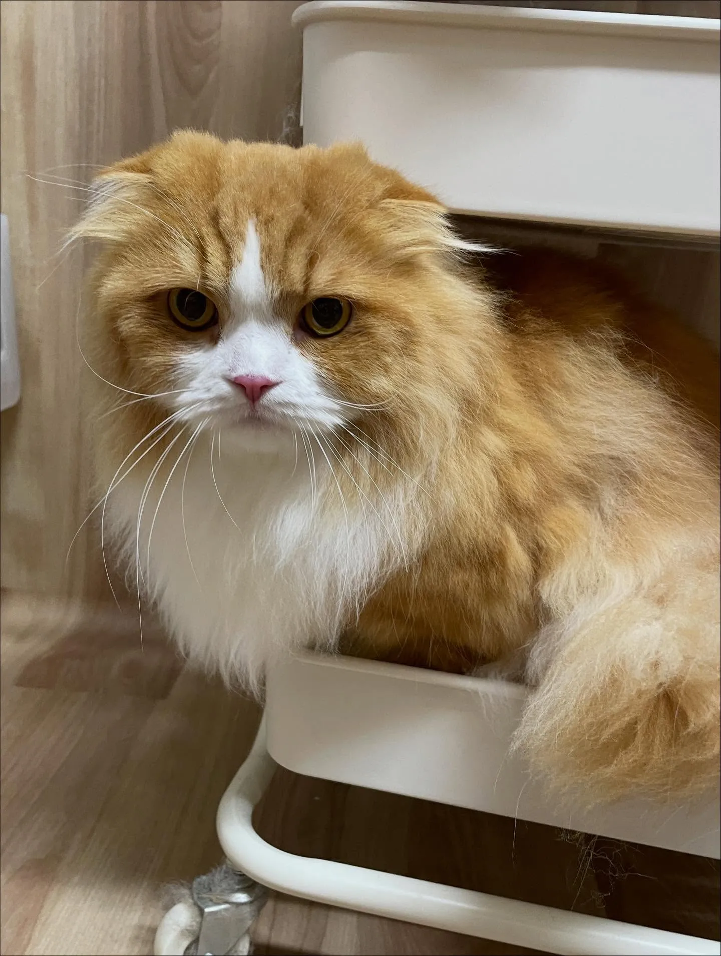 🍃今日のトリミング🍃スコティッシュフォールド🐱｜名東区・千種...