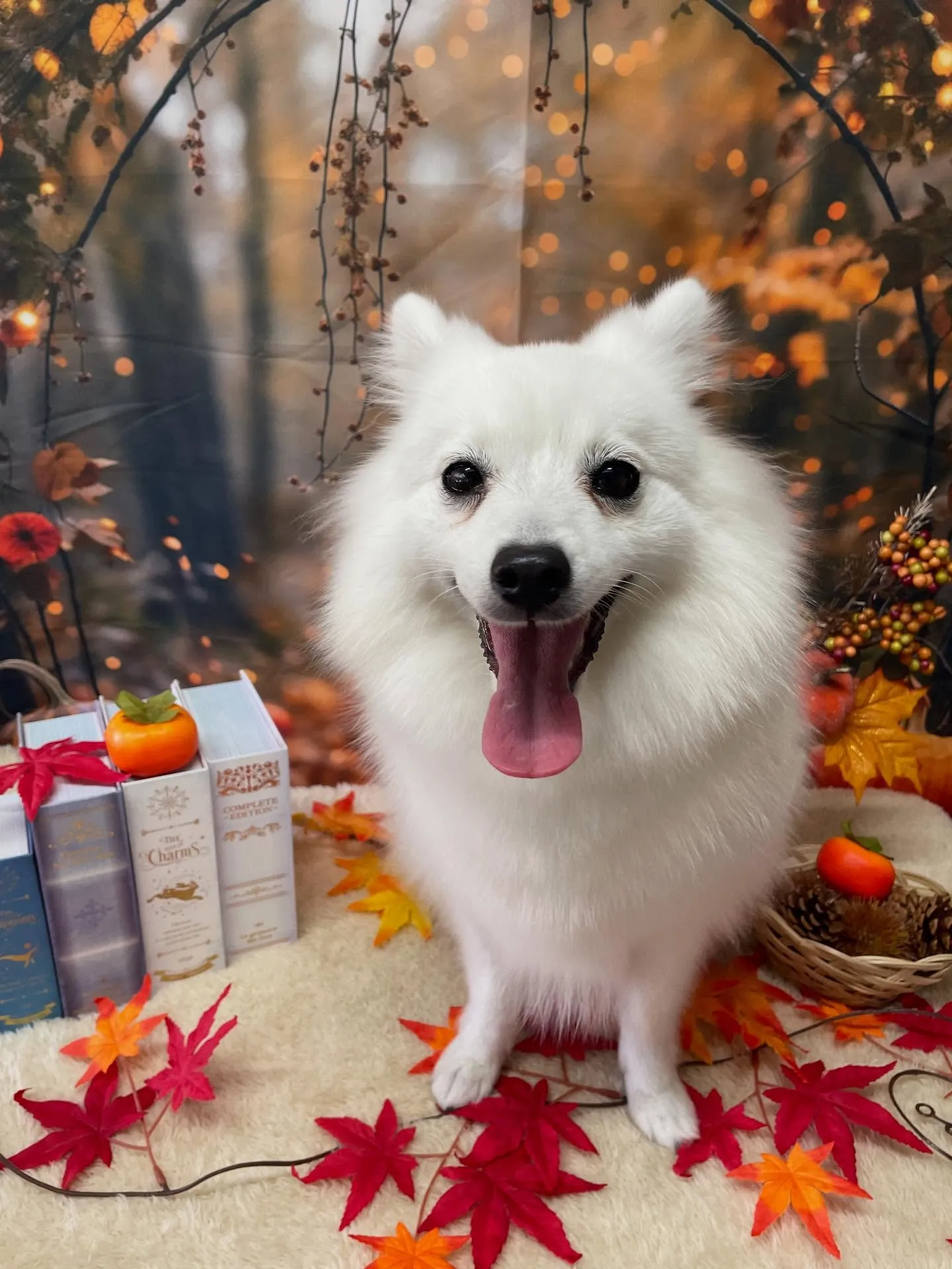 🍃今日のトリミング🍃日本スピッツ🐶｜名東区・千種区・守山区の...