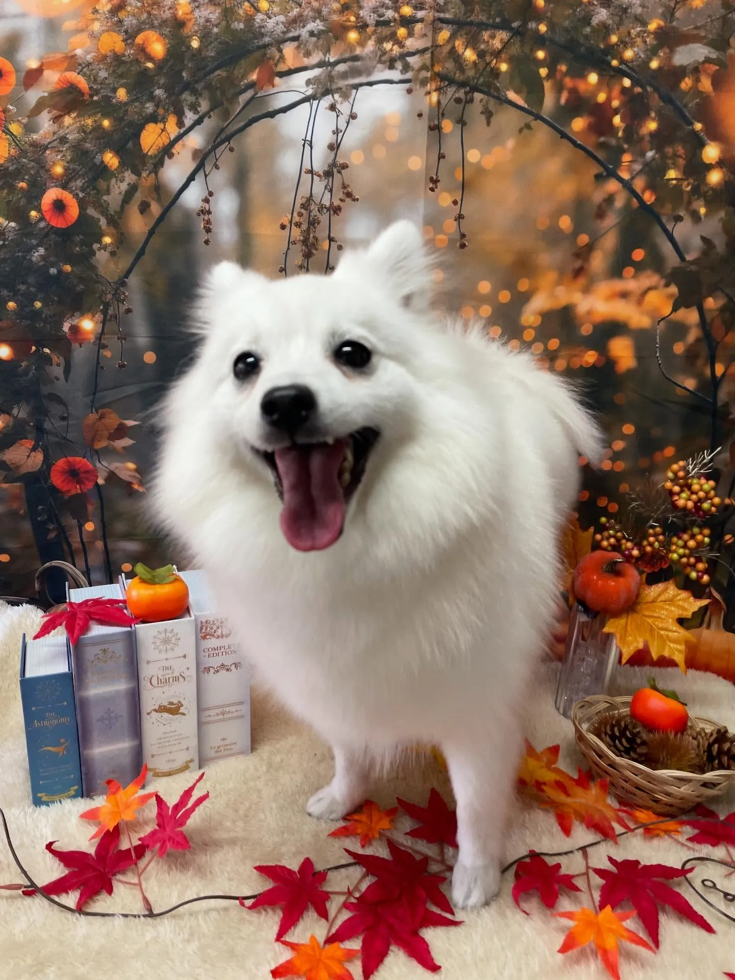 🍃今日のトリミング🍃日本スピッツ🐶｜名東区・千種区・守山区の...