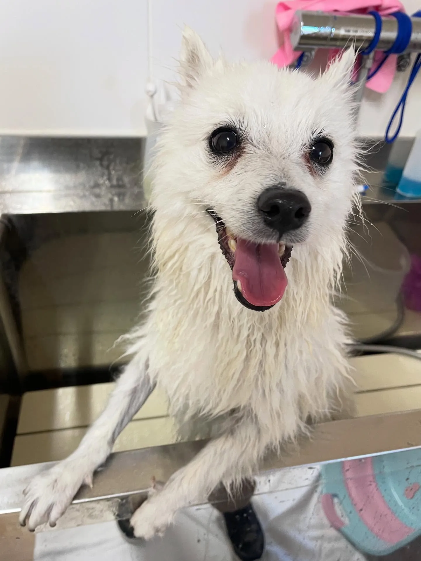 🍃今日のトリミング🍃日本スピッツ🐶｜名東区・千種区・守山区の...