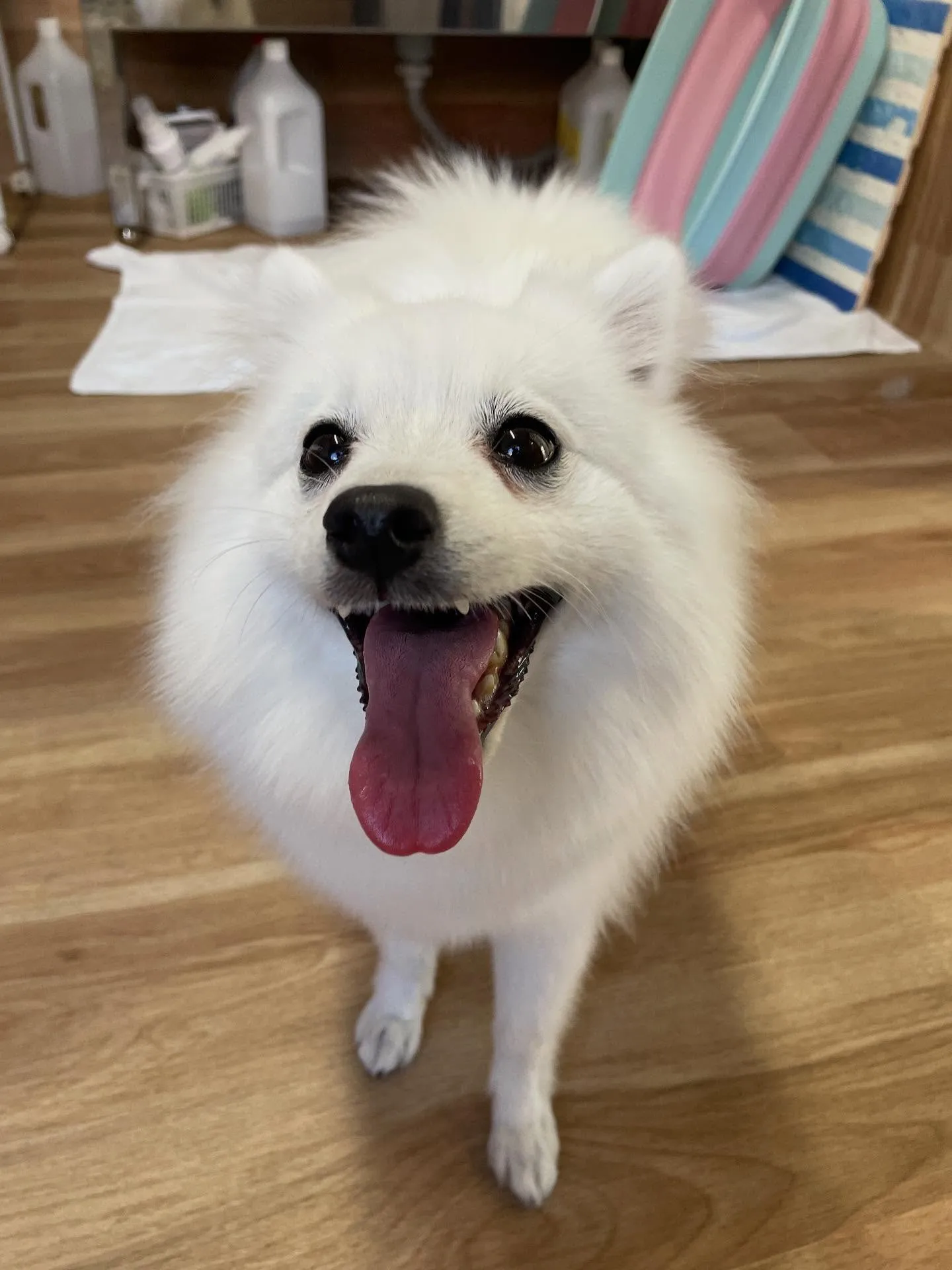 🍃今日のトリミング🍃日本スピッツ🐶｜名東区・千種区・守山区の...