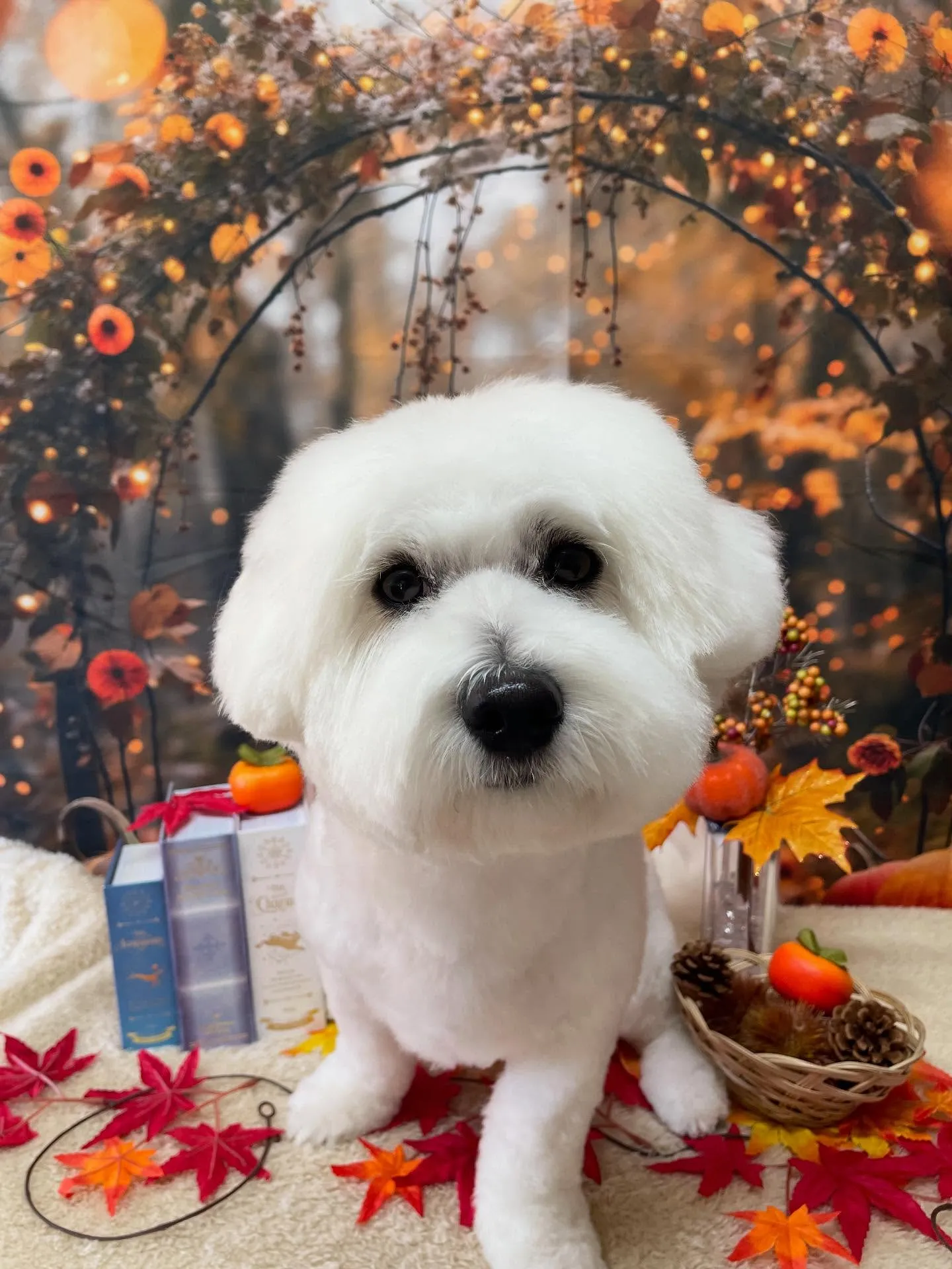 🍃今日のトリミング🍃ミックス犬🐶｜名東区・千種区・守山区の動...