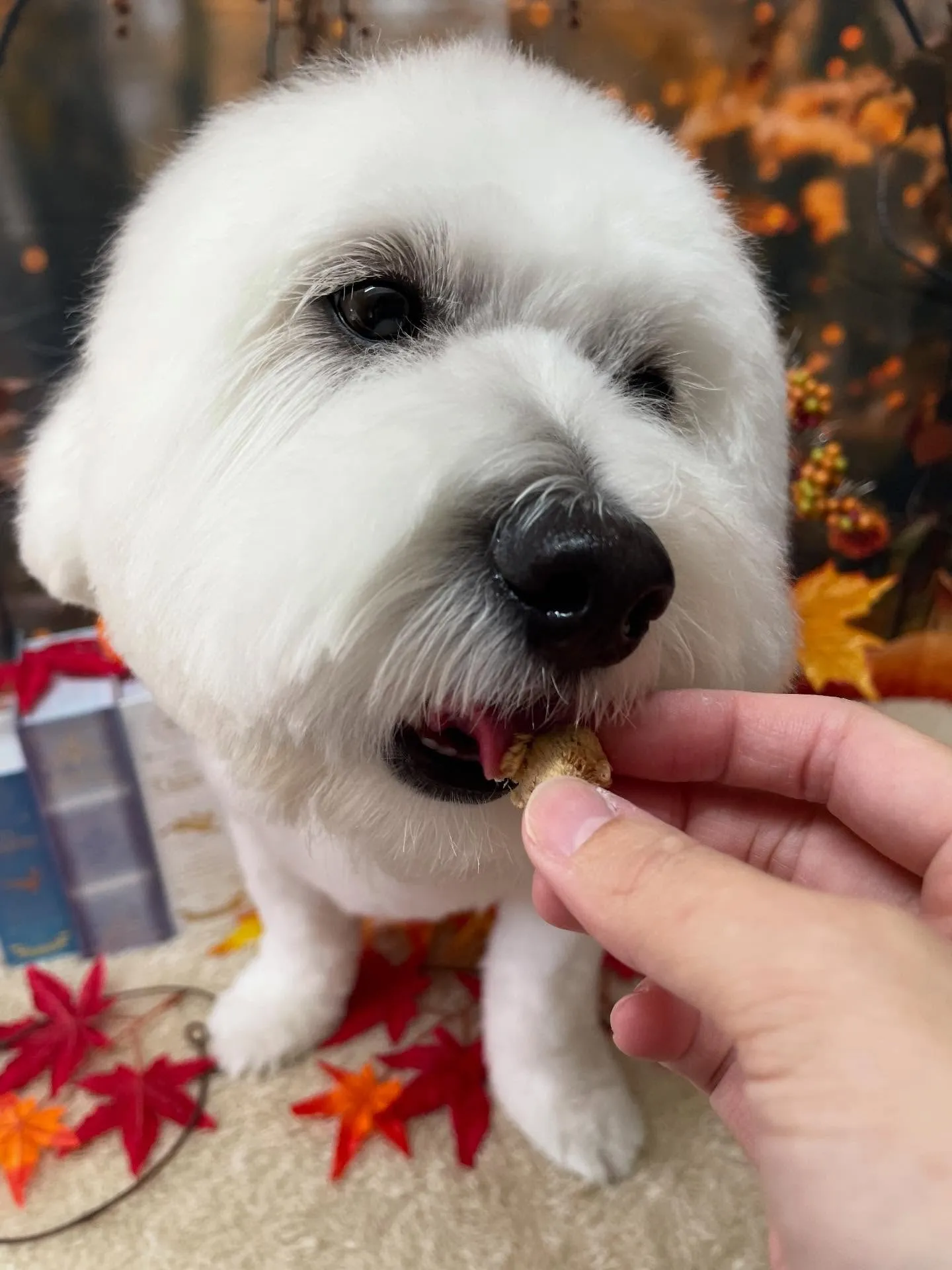 🍃今日のトリミング🍃ミックス犬🐶｜名東区・千種区・守山区の動...