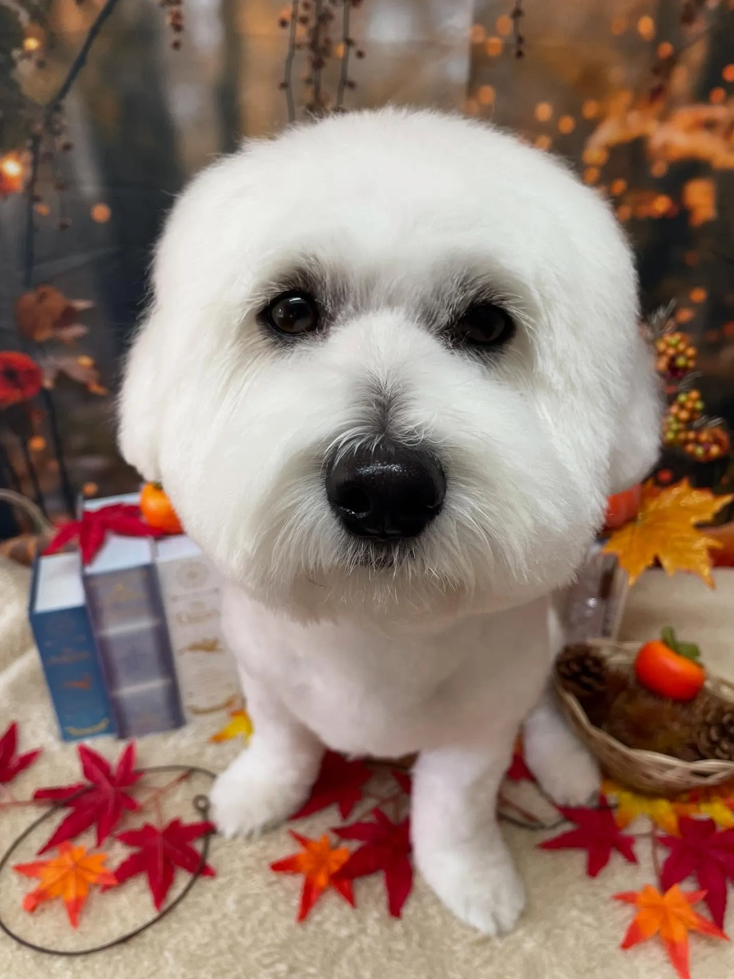 🍃今日のトリミング🍃ミックス犬🐶｜名東区・千種区・守山区の動...
