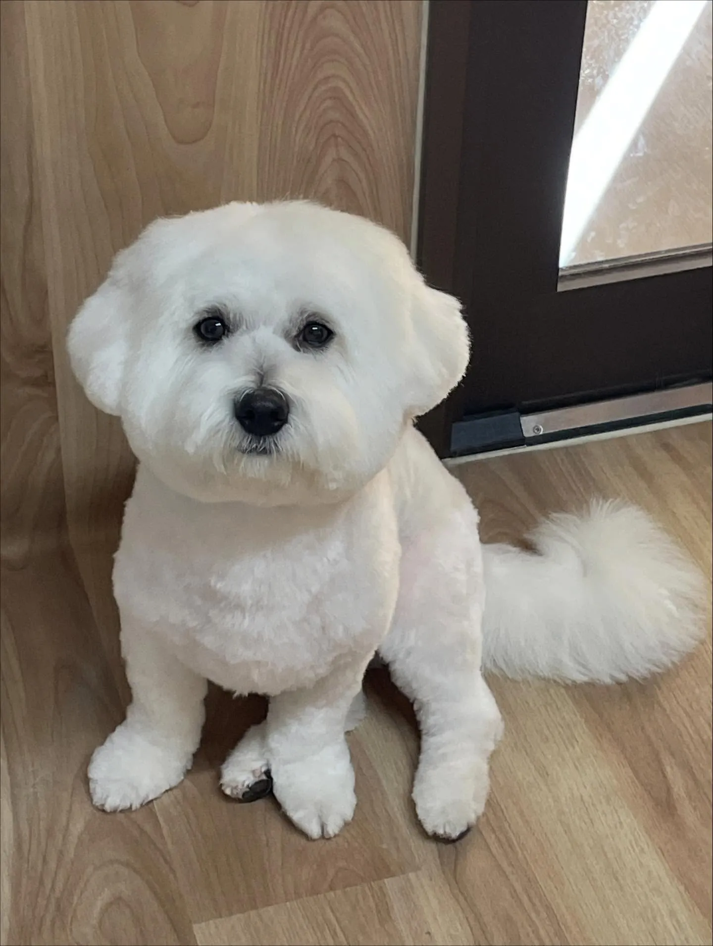 🍃今日のトリミング🍃ミックス犬🐶｜名東区・千種区・守山区の動...