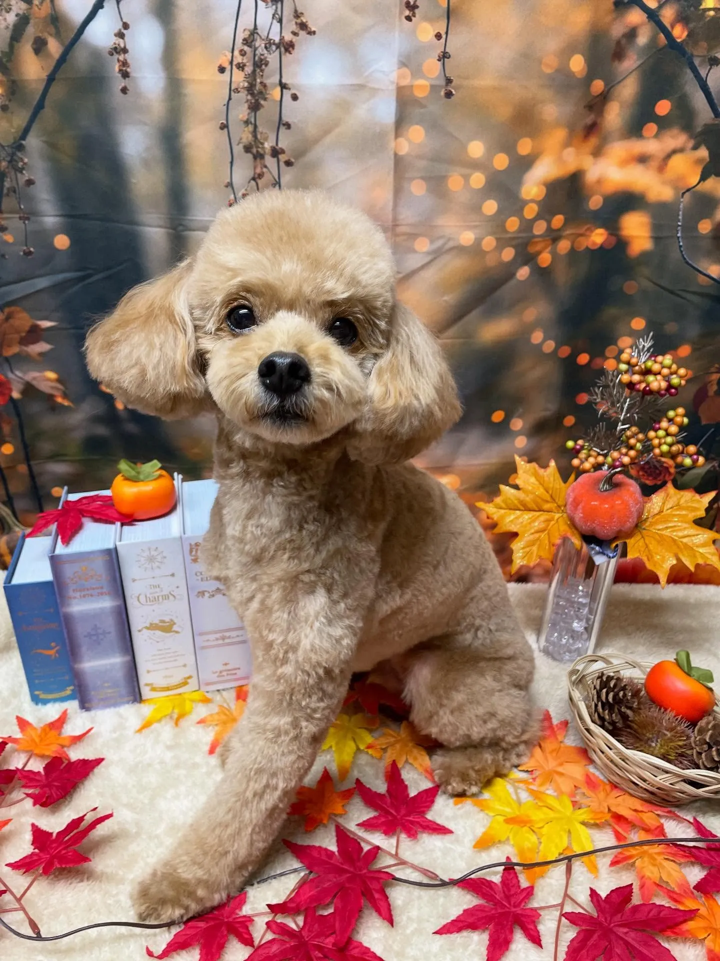 🍃今日のトリミング🍃プードル🐶｜名東区・千種区・守山区の動物...