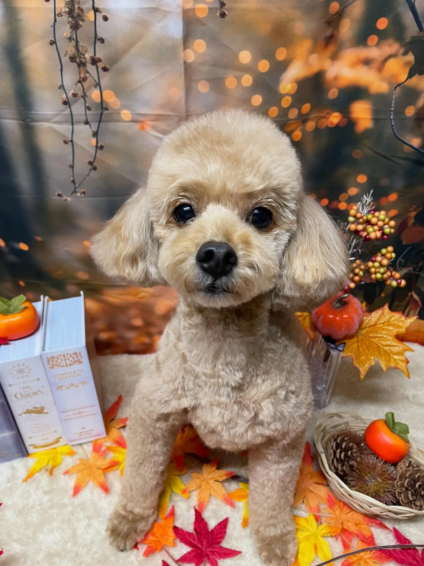 🍃今日のトリミング🍃プードル🐶｜名東区・千種区・守山区の動物...