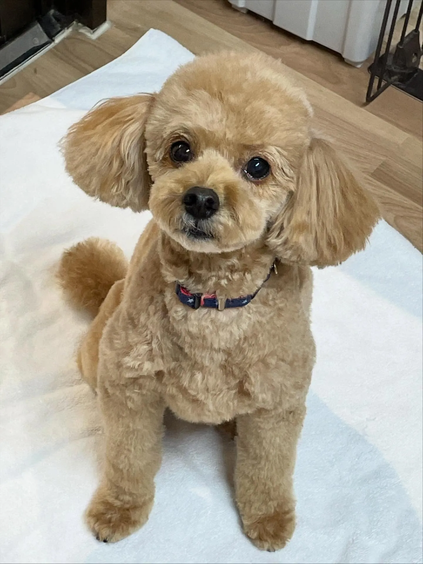 🍃今日のトリミング🍃プードル🐶｜名東区・千種区・守山区の動物...