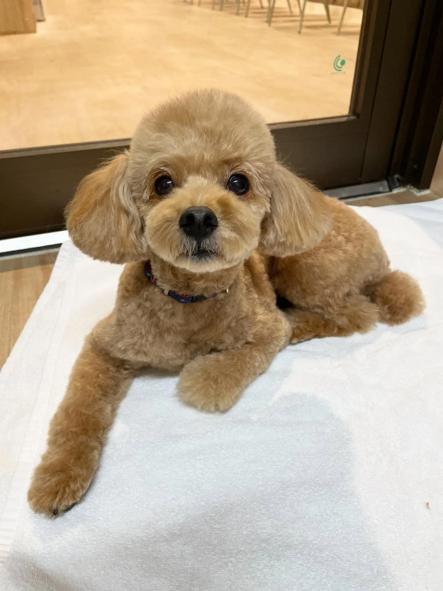 🍃今日のトリミング🍃プードル🐶｜名東区・千種区・守山区の動物...