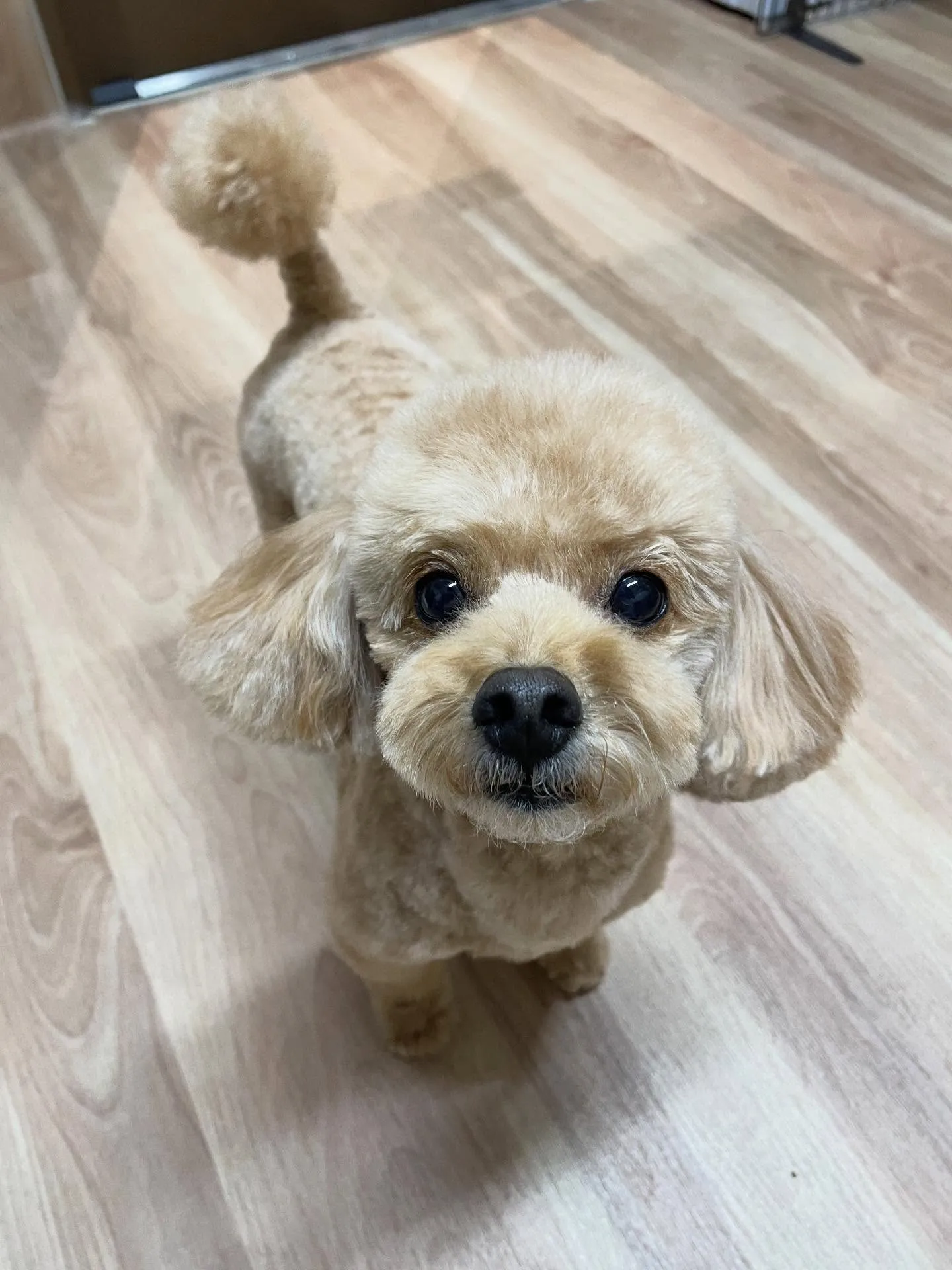 🍃今日のトリミング🍃プードル🐶｜名東区・千種区・守山区の動物...