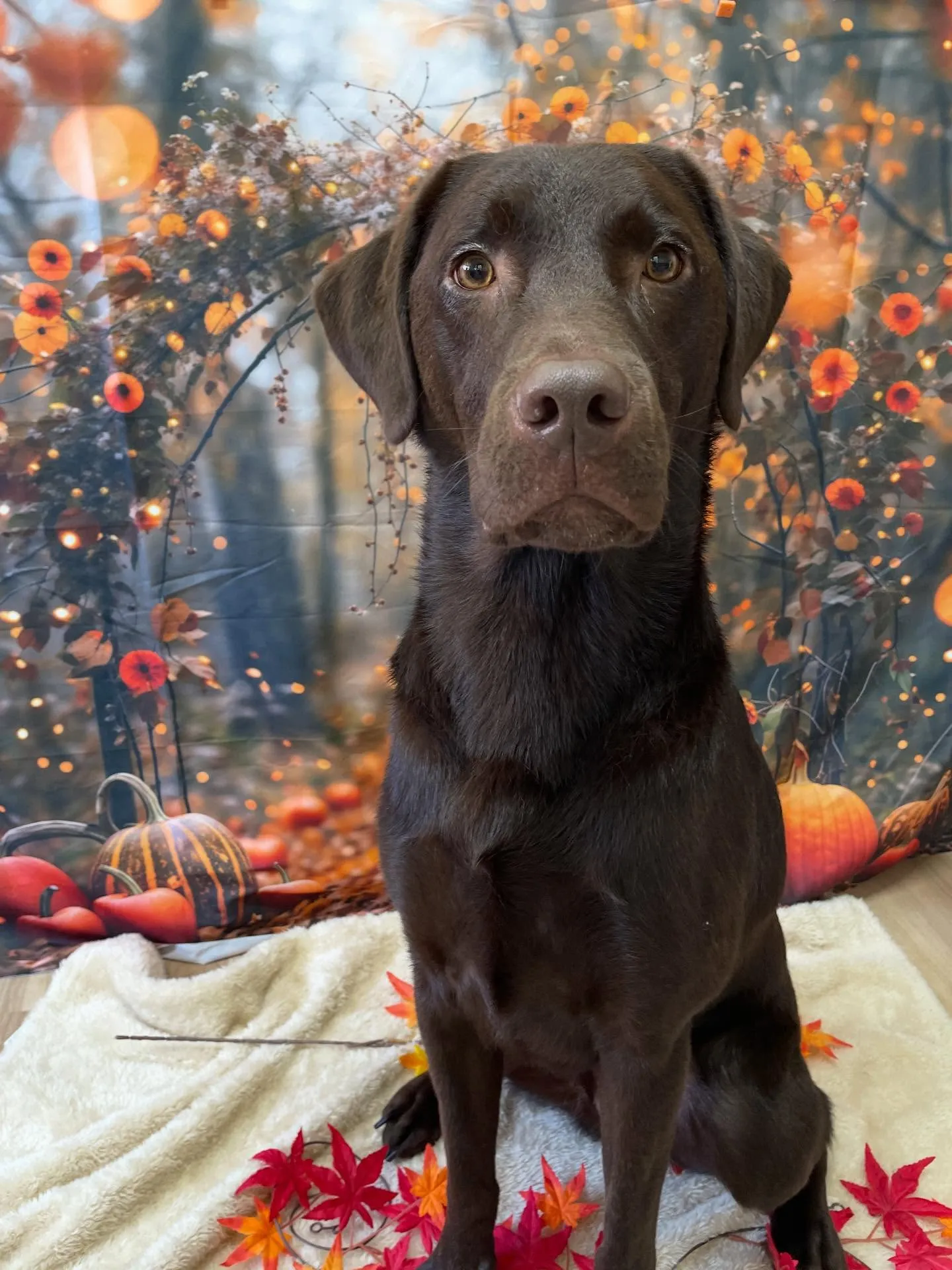 🍃今日のトリミング🍃ラブラドールレトリバー🐶|名東区・千種区...