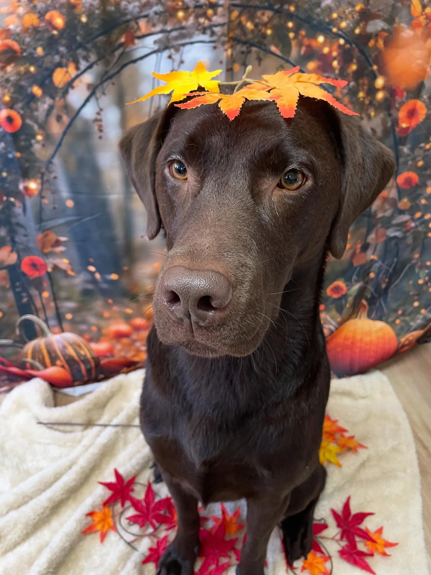 🍃今日のトリミング🍃ラブラドールレトリバー🐶|名東区・千種区...