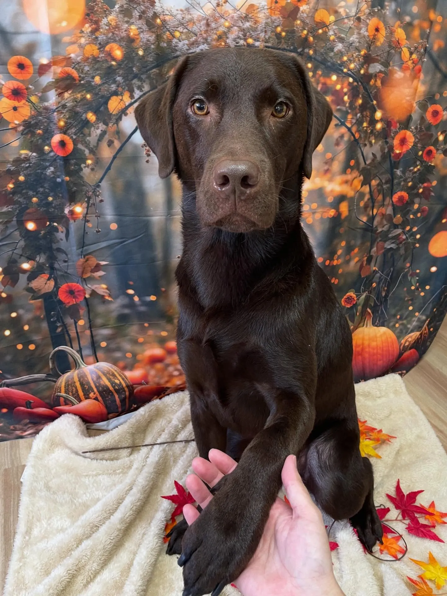 🍃今日のトリミング🍃ラブラドールレトリバー🐶|名東区・千種区...