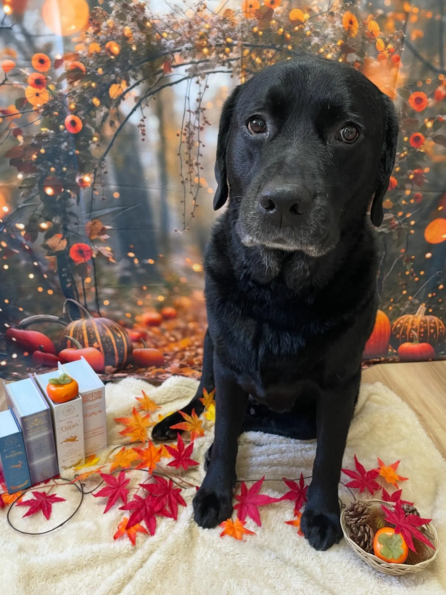 🍃今日のトリミング🍃ラブラドールレトリバー🐶|名東区・千種区...