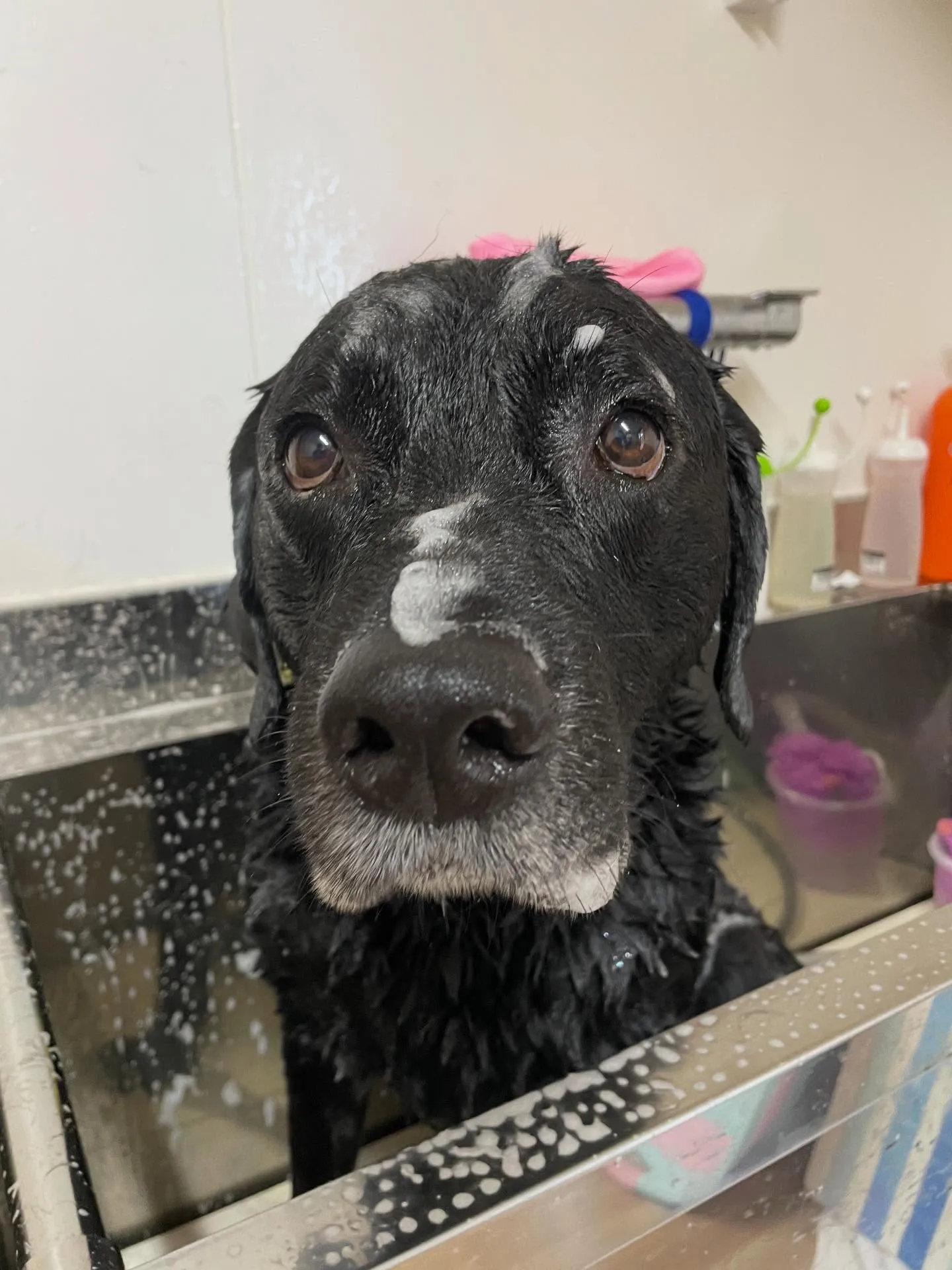 🍃今日のトリミング🍃ラブラドールレトリバー🐶|名東区・千種区...