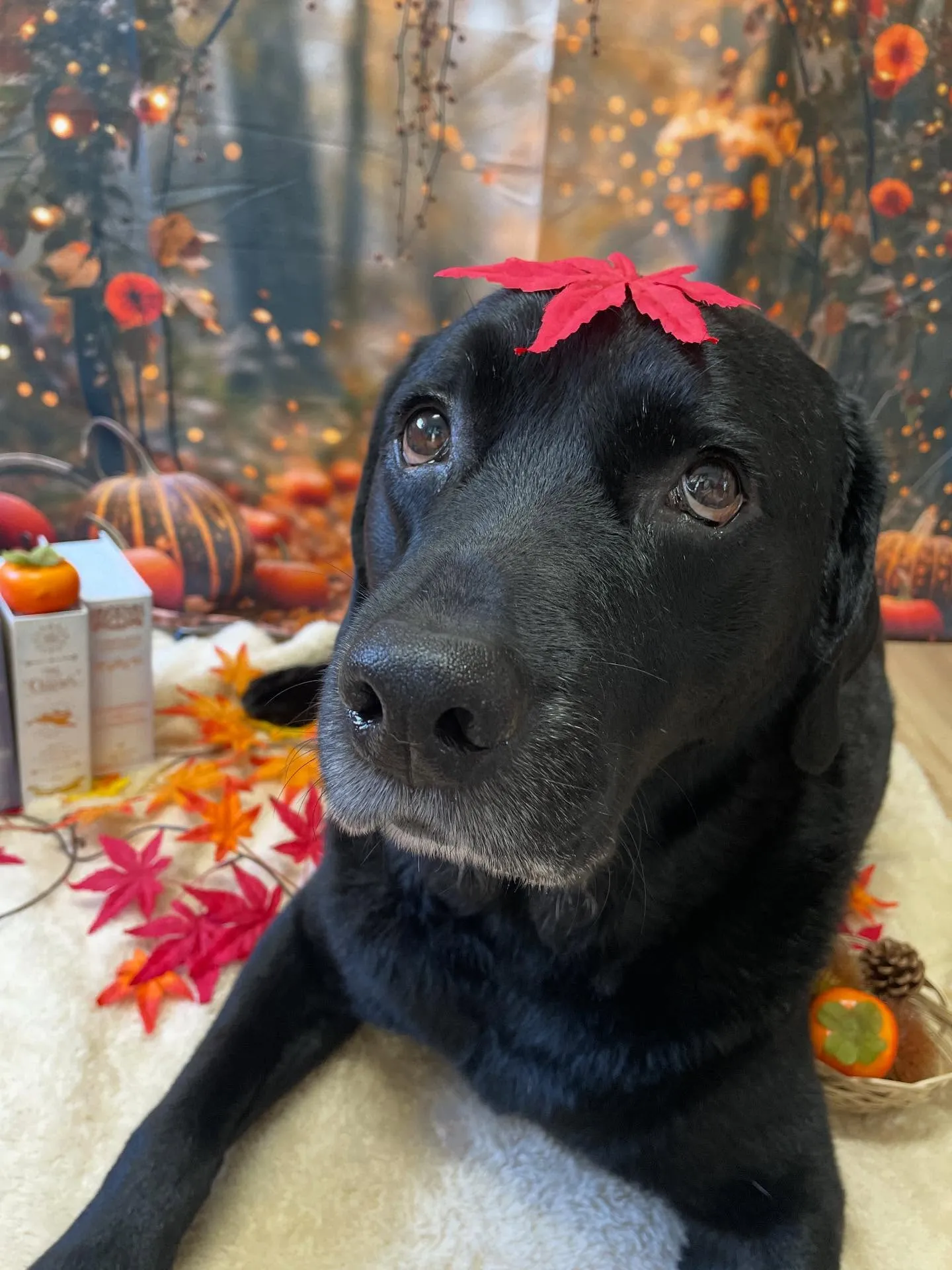 🍃今日のトリミング🍃ラブラドールレトリバー🐶|名東区・千種区...