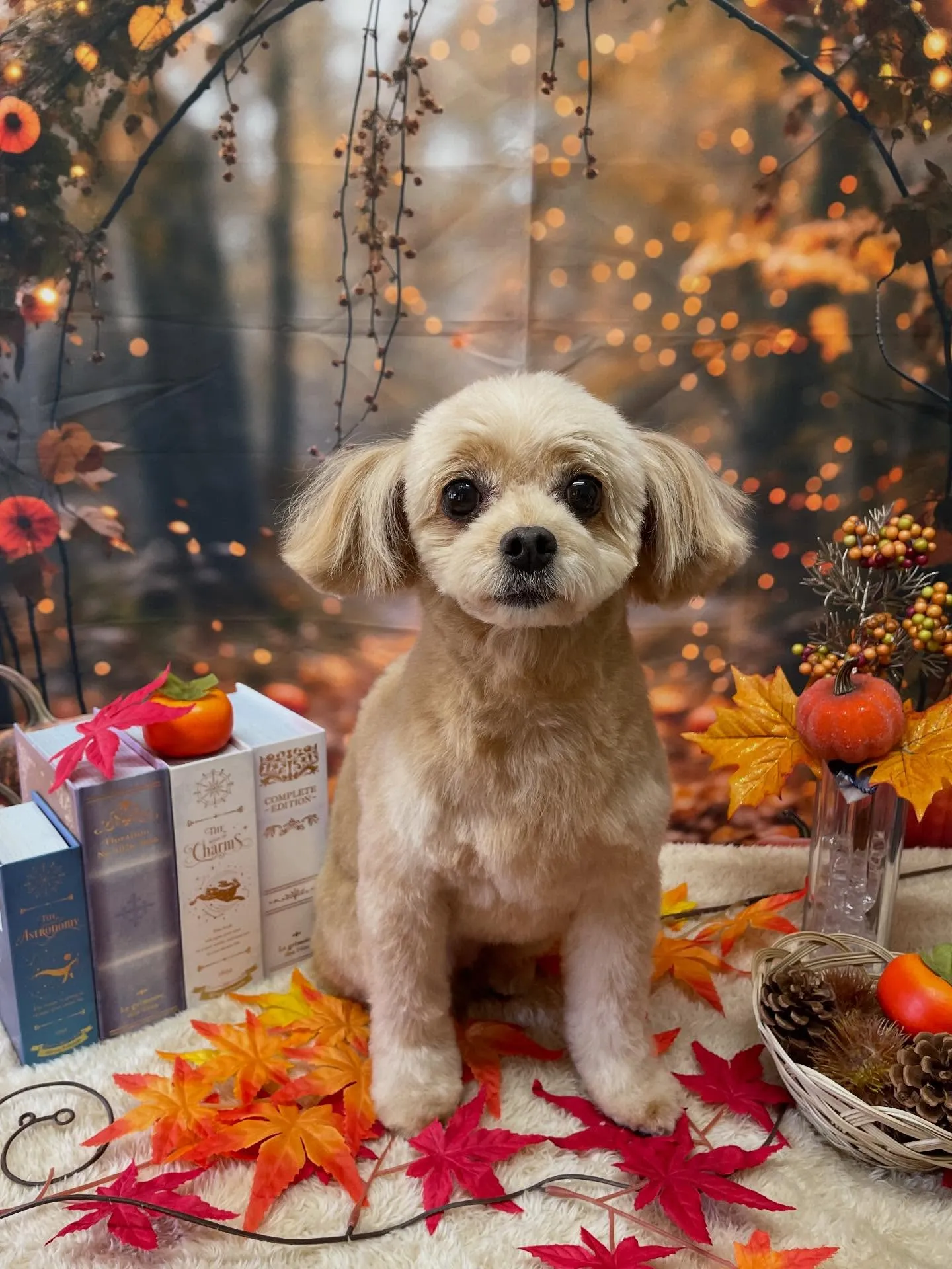 🍃今日のトリミング🍃ミックス犬🐶｜名東区・千種区・守山区の動...