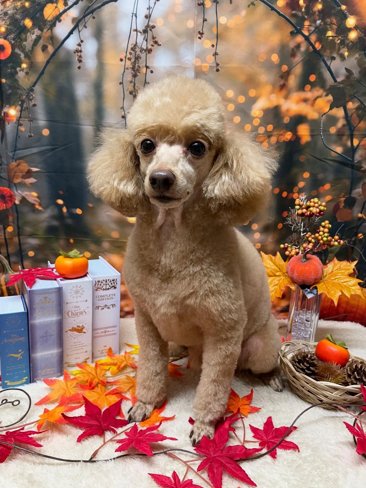 🍃今日のトリミング🍃プードル🐶｜名東区・千種区・守山区の動物...