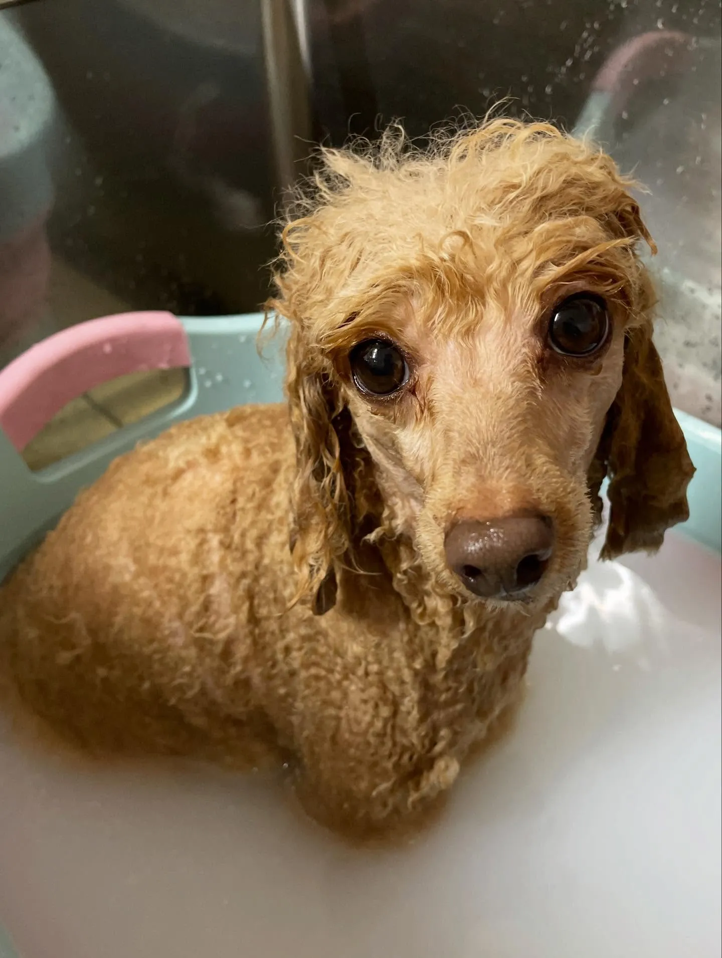 🍃今日のトリミング🍃プードル🐶｜名東区・千種区・守山区の動物...