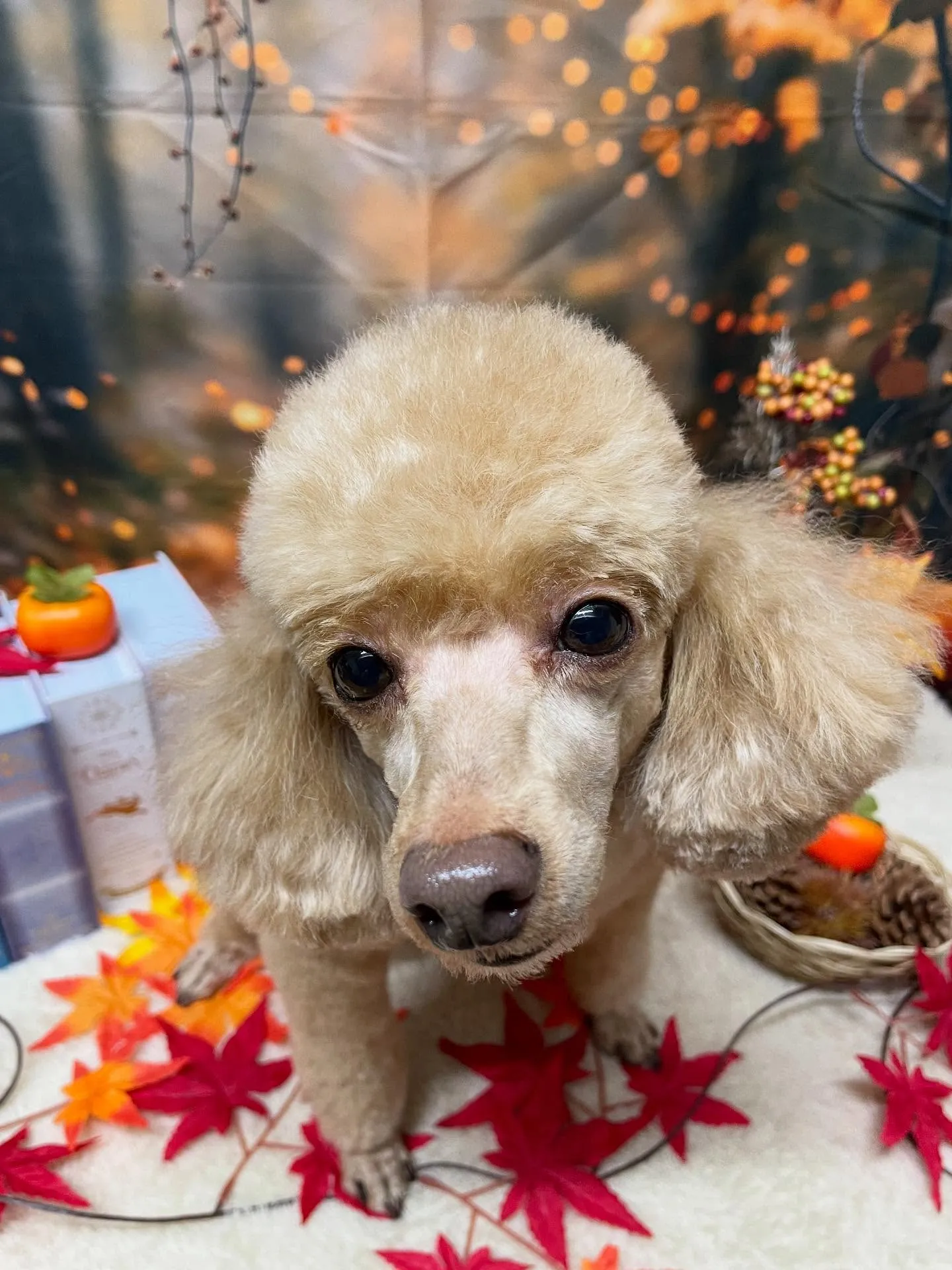 🍃今日のトリミング🍃プードル🐶｜名東区・千種区・守山区の動物...