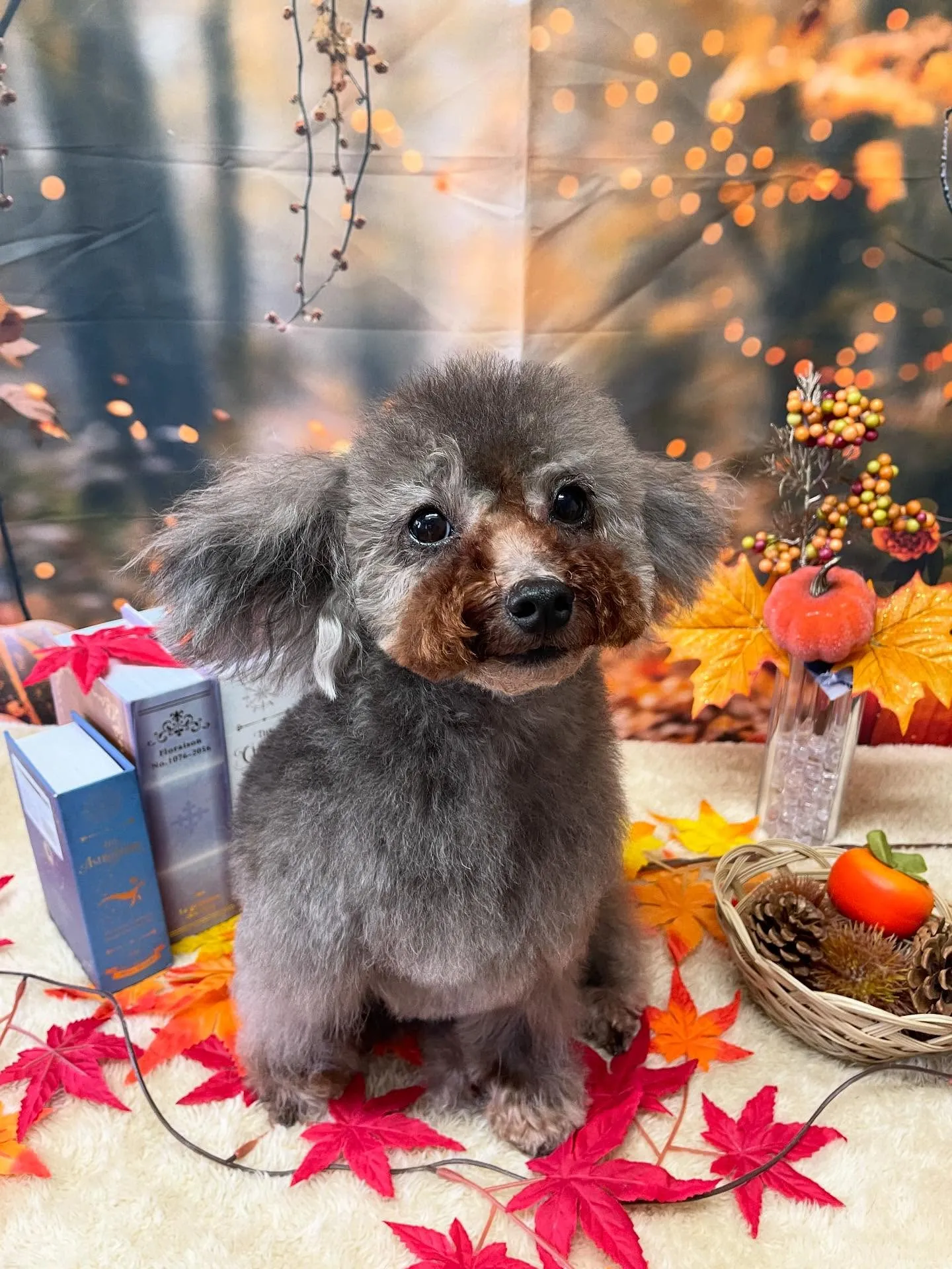 🍃今日のトリミング🍃プードル🐶｜名東区・千種区・守山区の動物...