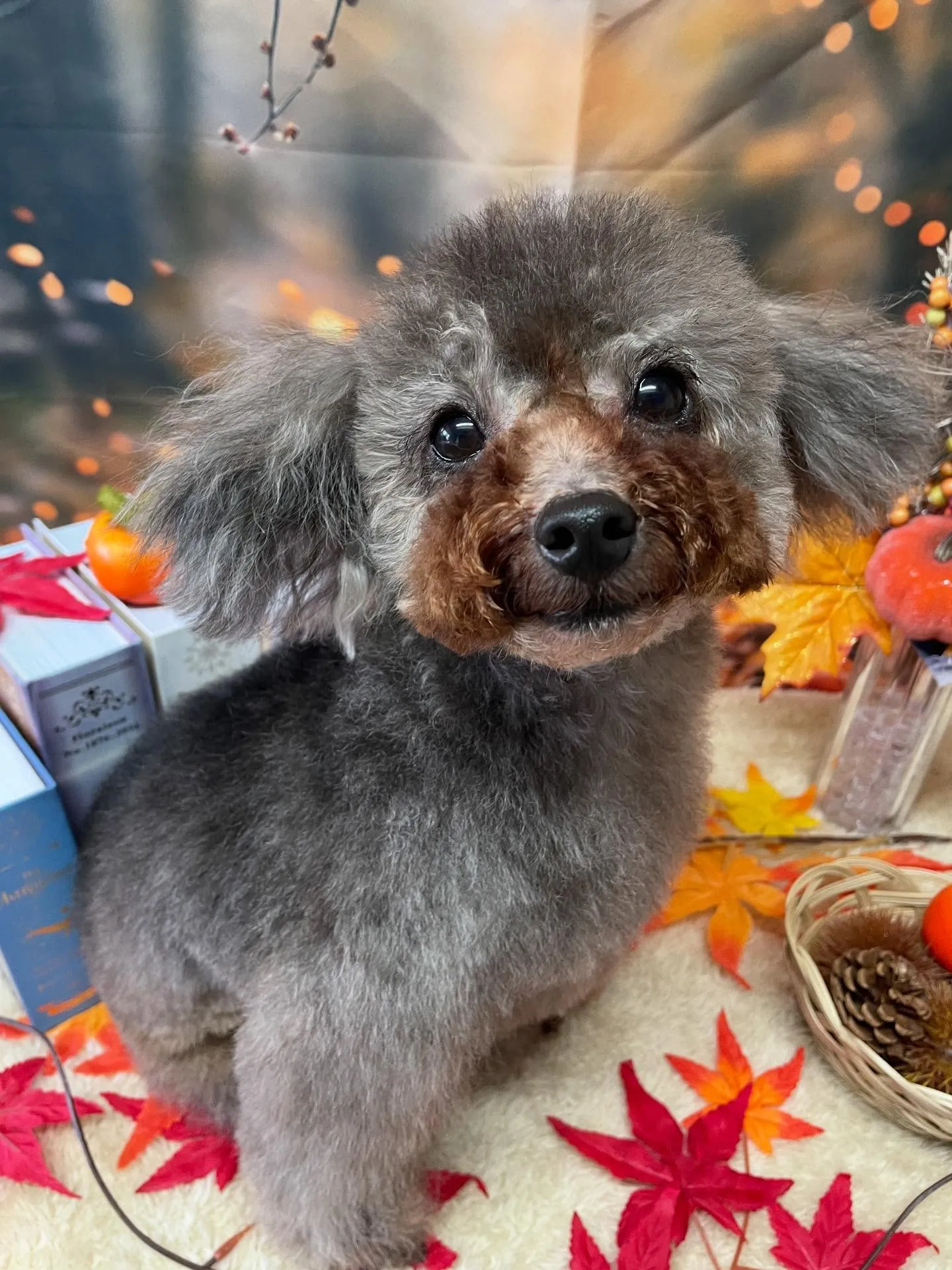 🍃今日のトリミング🍃プードル🐶｜名東区・千種区・守山区の動物...