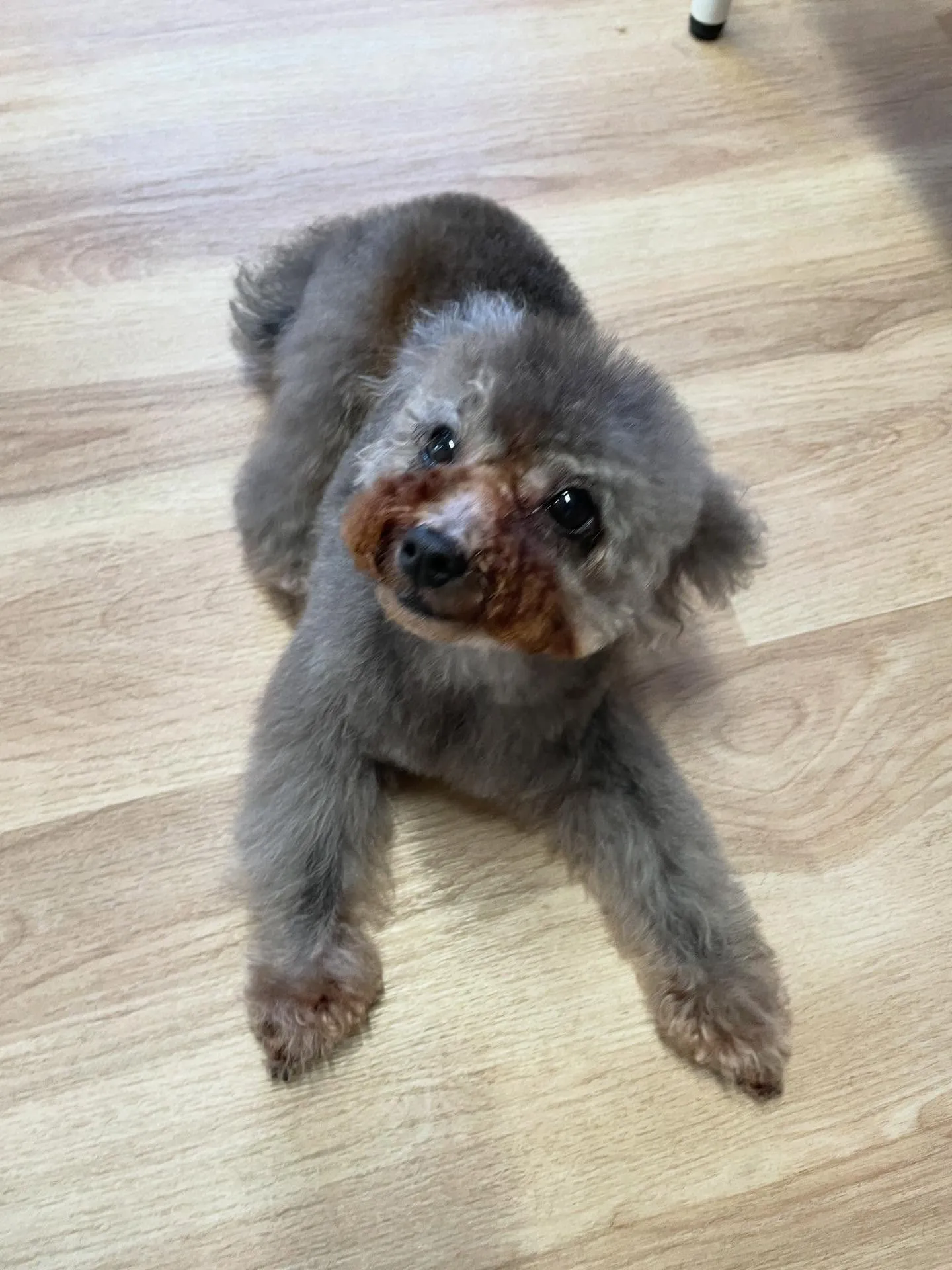 🍃今日のトリミング🍃プードル🐶｜名東区・千種区・守山区の動物...