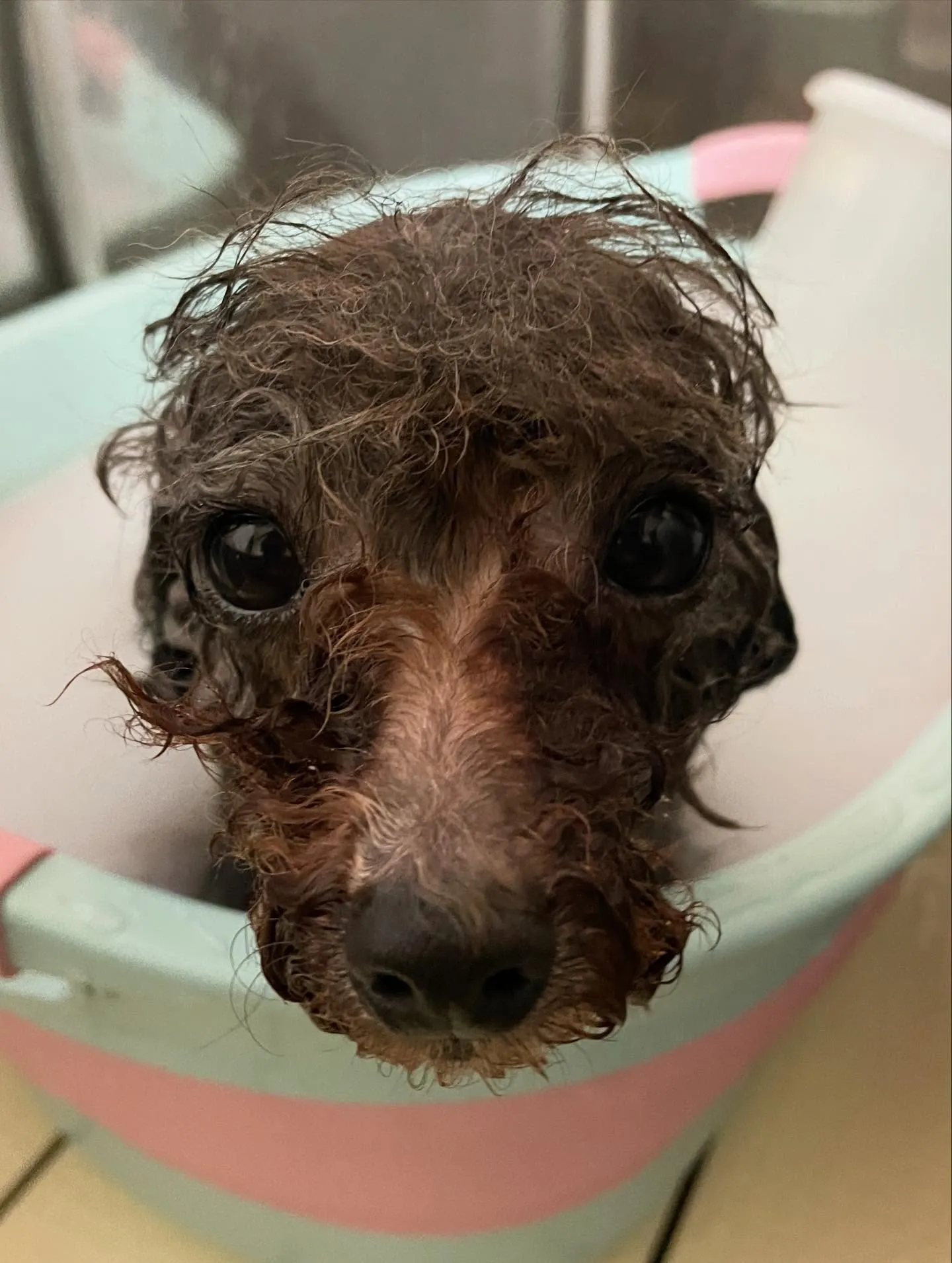 🍃今日のトリミング🍃プードル🐶｜名東区・千種区・守山区の動物...