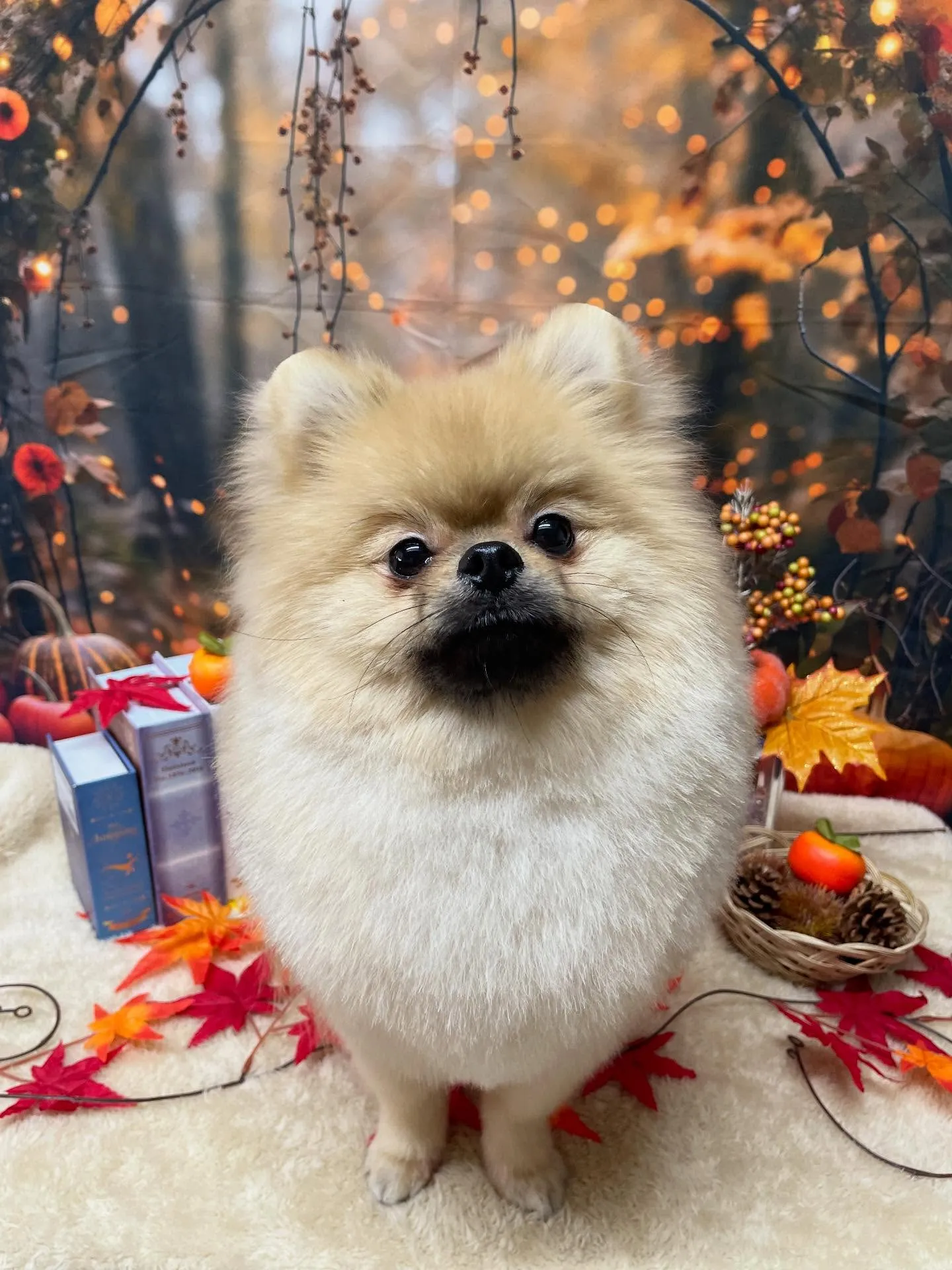 🍃今日のトリミング🍃ポメラニアン🐶｜名東区・千種区・守山区の...