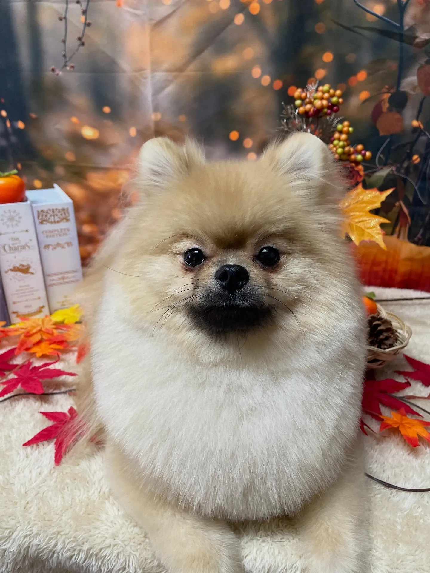 🍃今日のトリミング🍃ポメラニアン🐶｜名東区・千種区・守山区の...