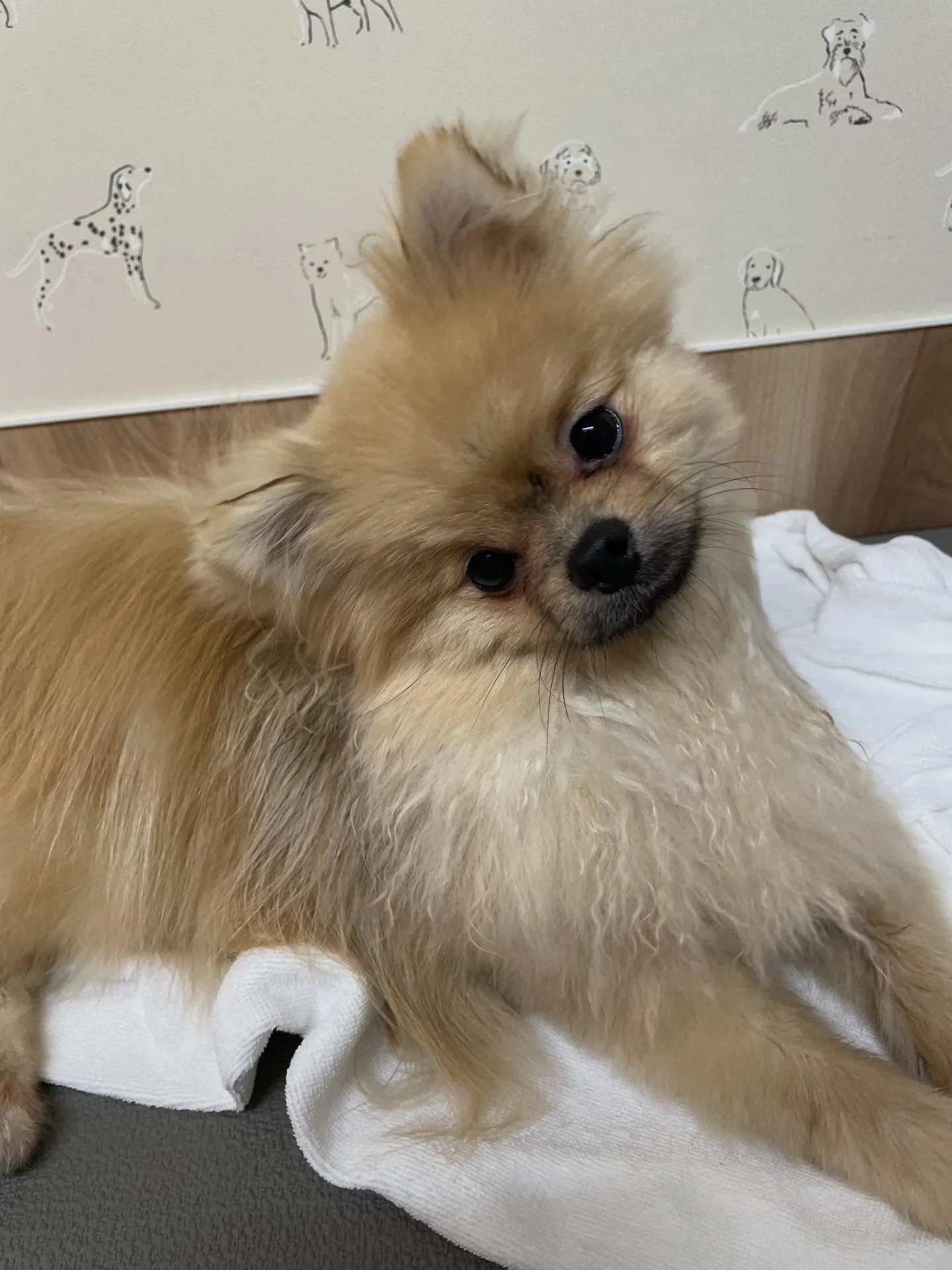 🍃今日のトリミング🍃ポメラニアン🐶｜名東区・千種区・守山区の...