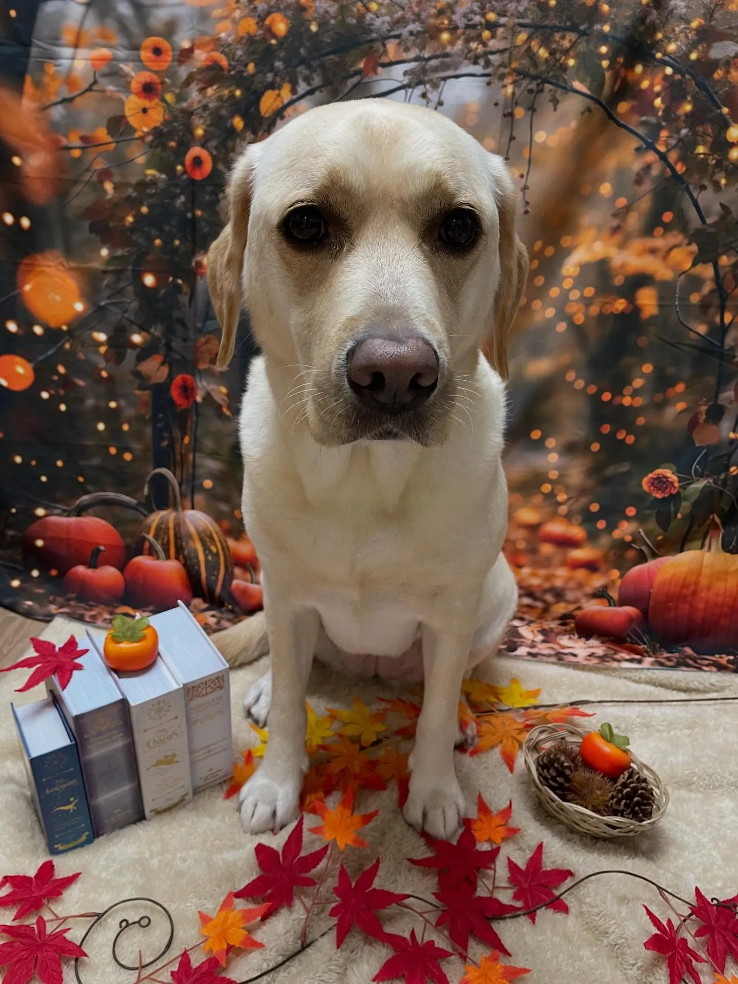 🍃今日のトリミング🍃ラブラドールレトリバー🐶｜名東区・千種区...