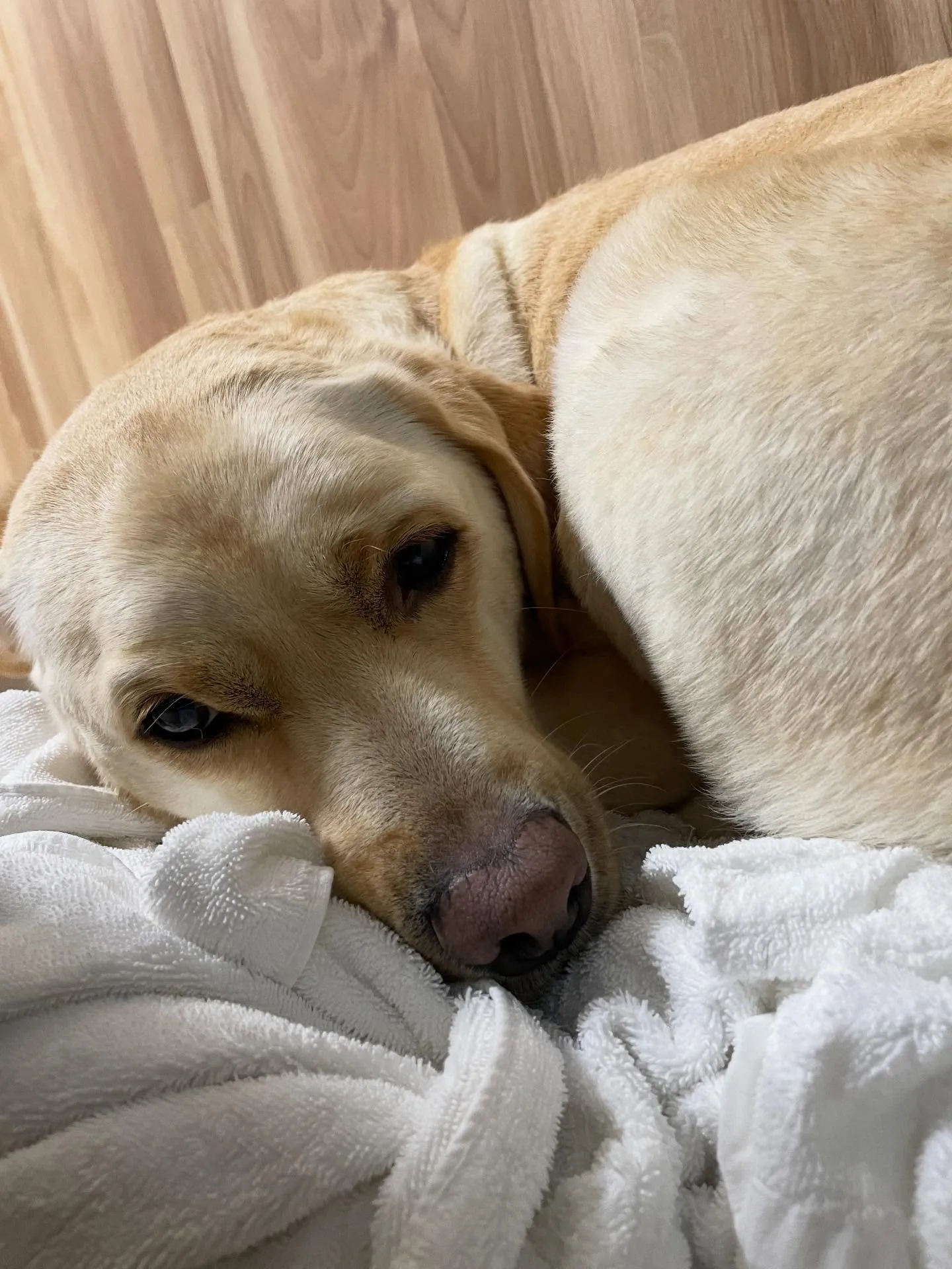 🍃今日のトリミング🍃ラブラドールレトリバー🐶｜名東区・千種区...