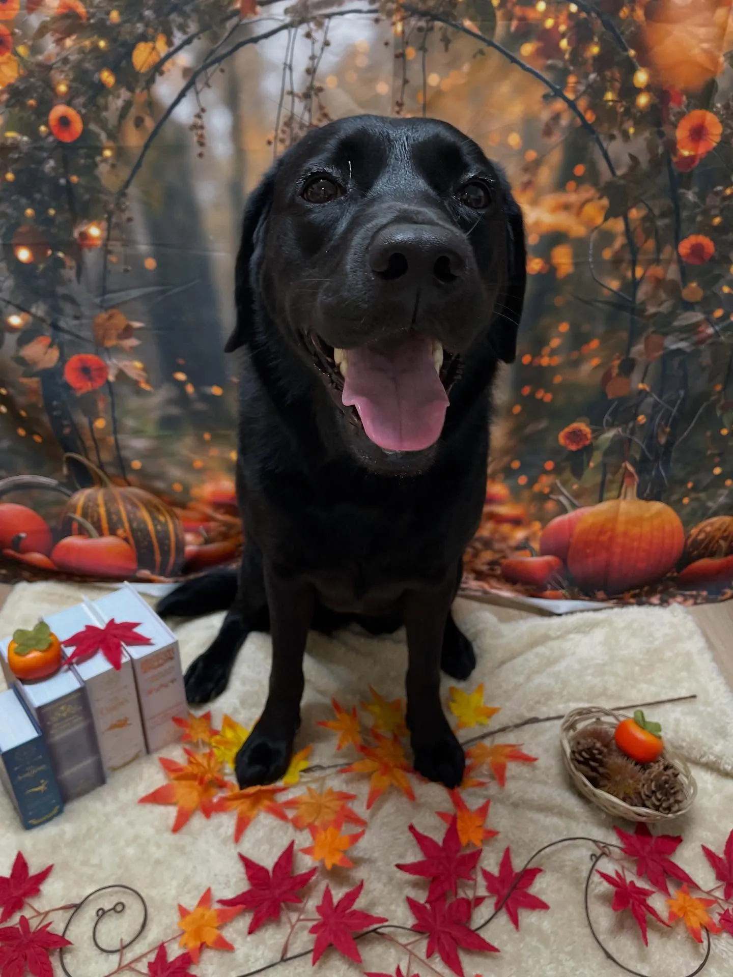 🍃今日のトリミング🍃ラブラドールレトリバー🐶｜名東区・千種区...