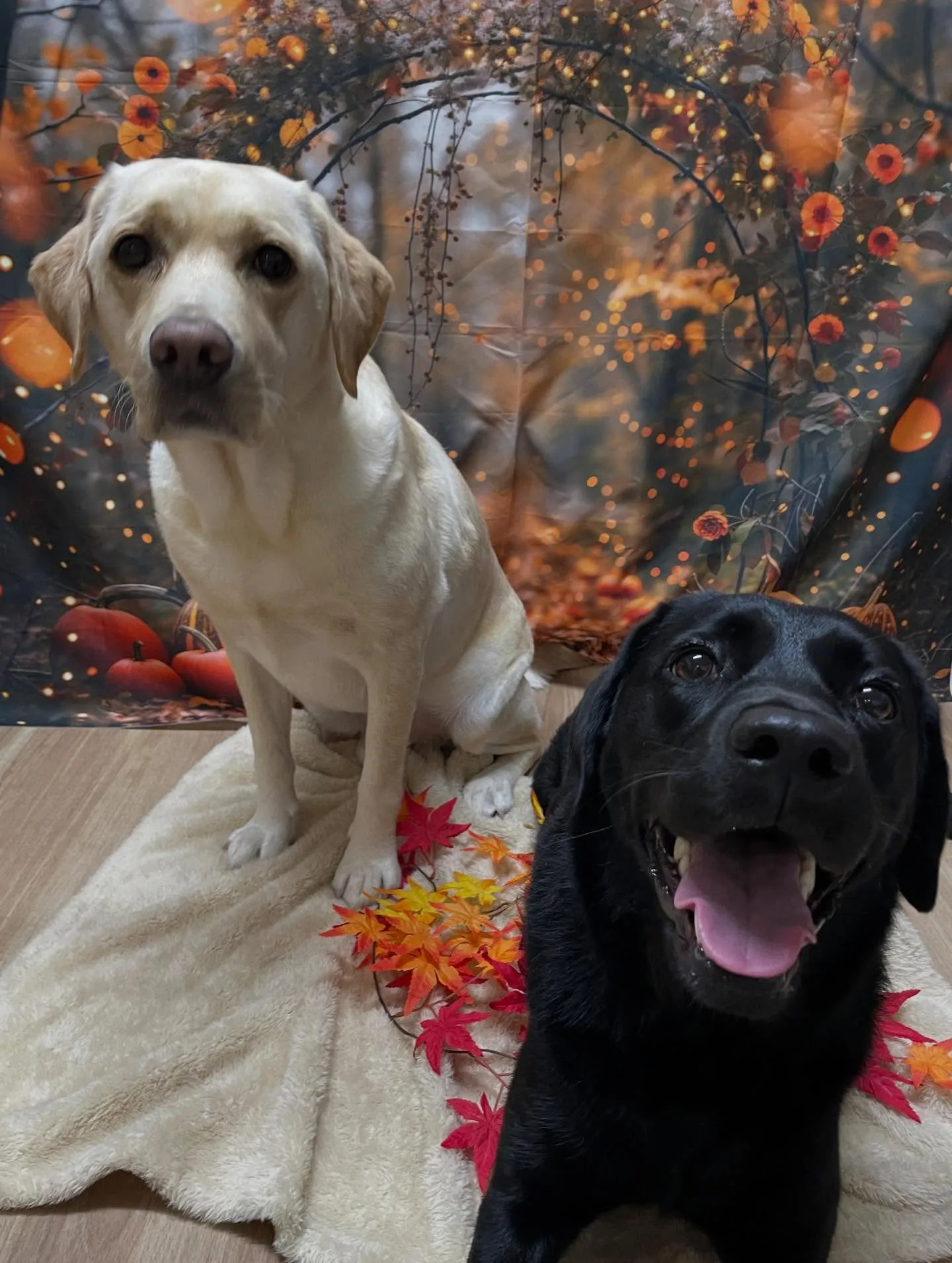 🍃今日のトリミング🍃ラブラドールレトリバー🐶｜名東区・千種区...