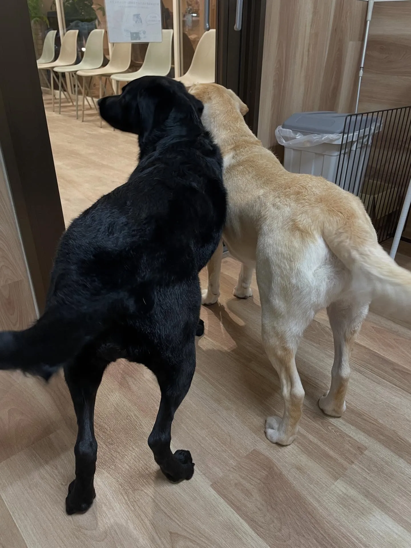 🍃今日のトリミング🍃ラブラドールレトリバー🐶｜名東区・千種区...