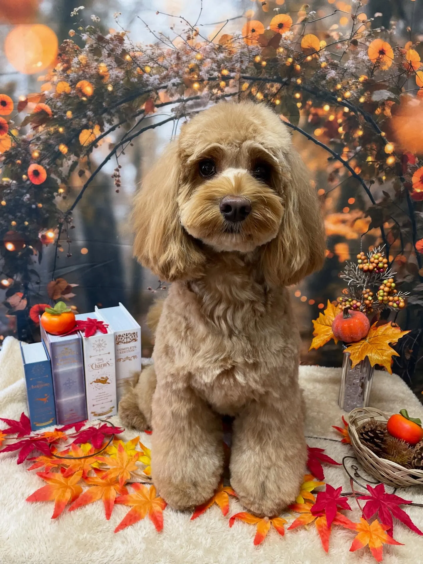 🍃今日のトリミング🍃ミックス犬🐶｜名東区・千種区・守山区の動...